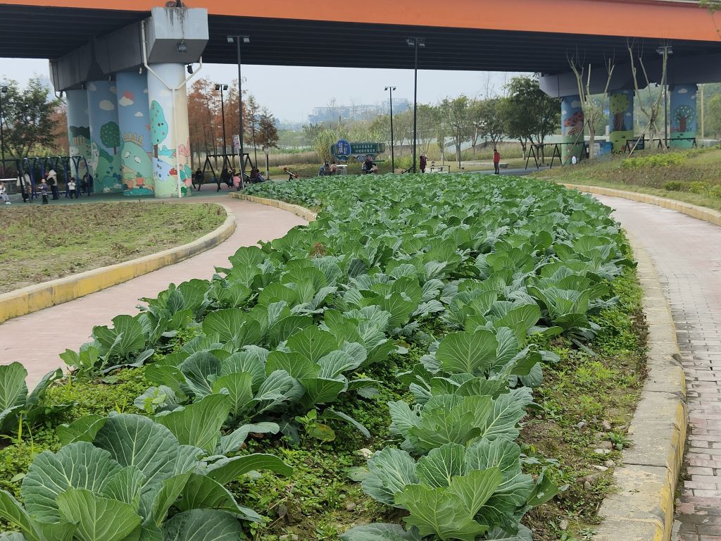 潼南蔬菜公园,你来观看过没有?