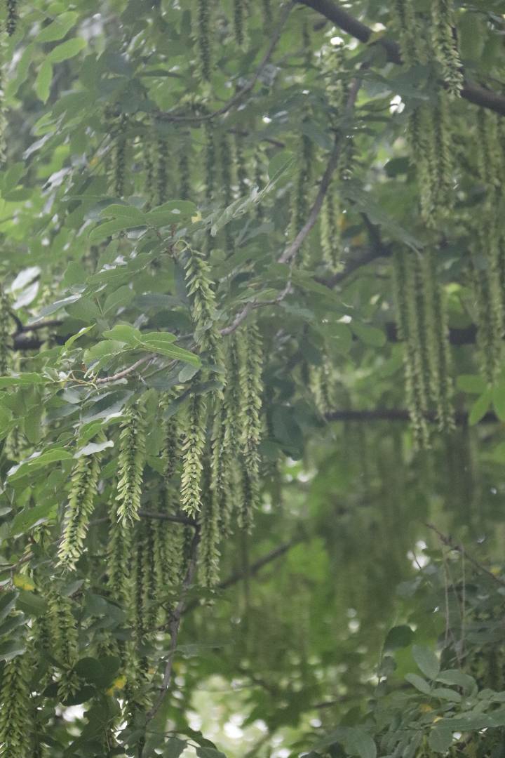 我特别搜索了一下结果书名叫枫杨,我们当地叫麻柳树花