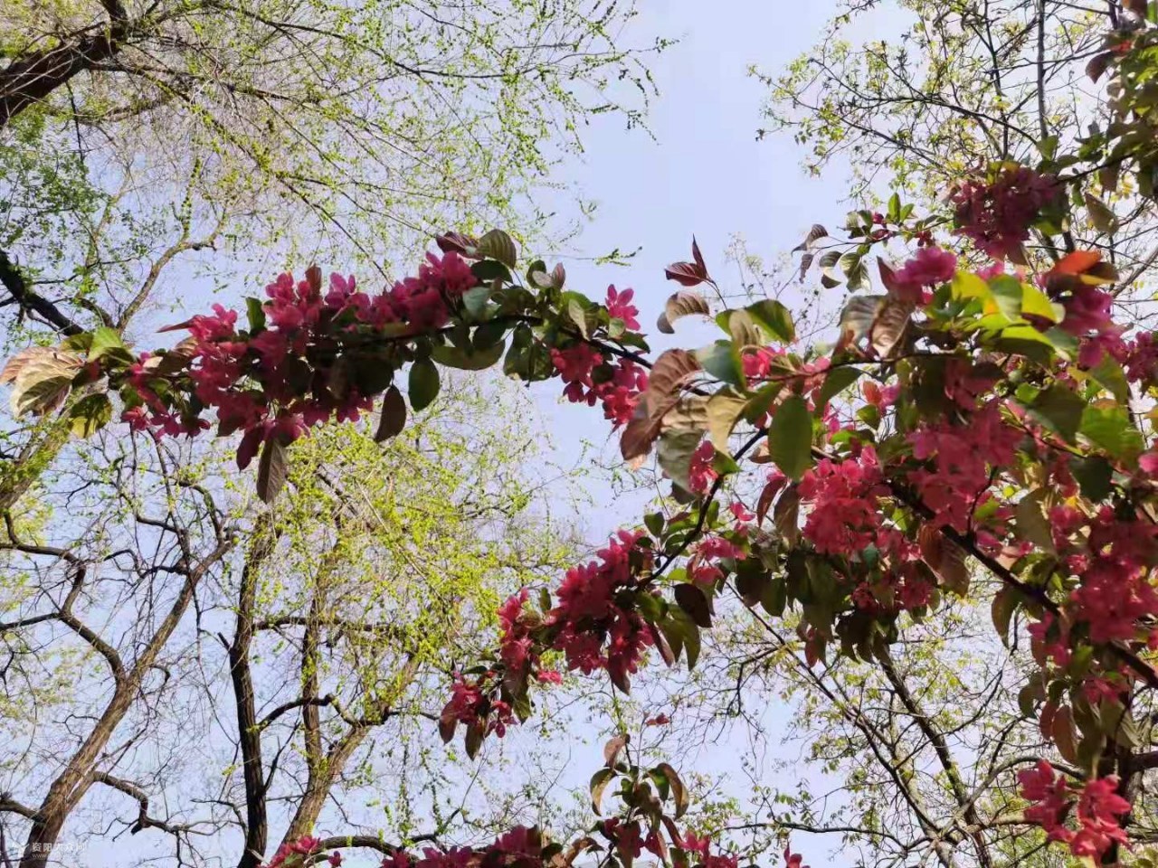 "紫叶紫花海棠".