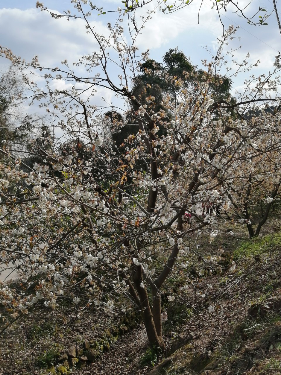 鄢家山的樱花已经谢了,大家还有其他赏樱的地方推荐吗?