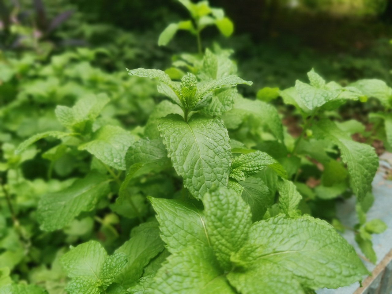 分不清鱼香和薄荷,遭老爸鄙视了