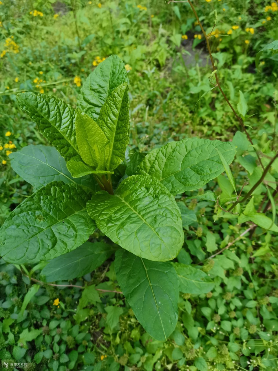 这个可以食用,石萝卜草