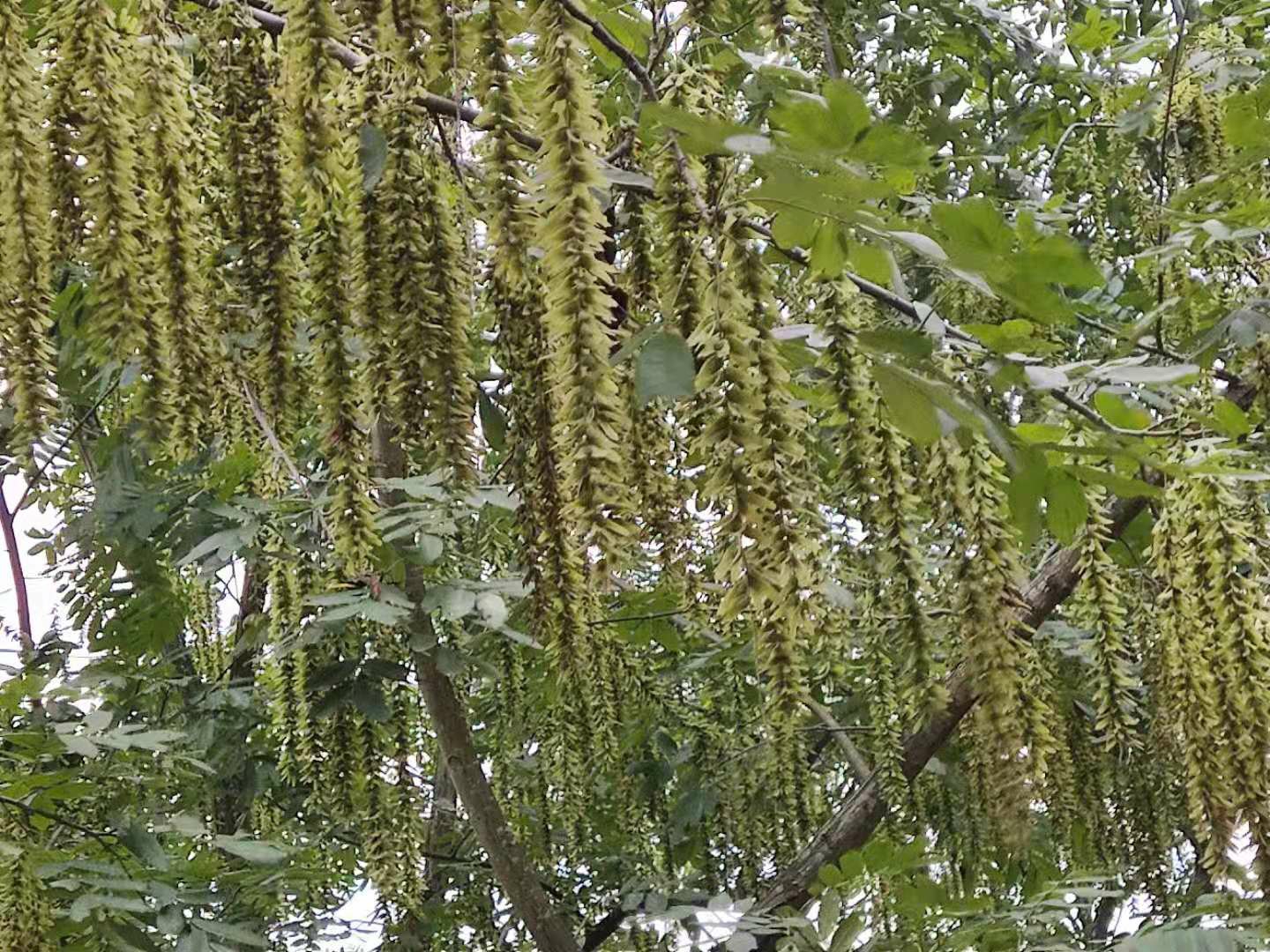 我特别搜索了一下结果书名叫枫杨,我们当地叫麻柳树