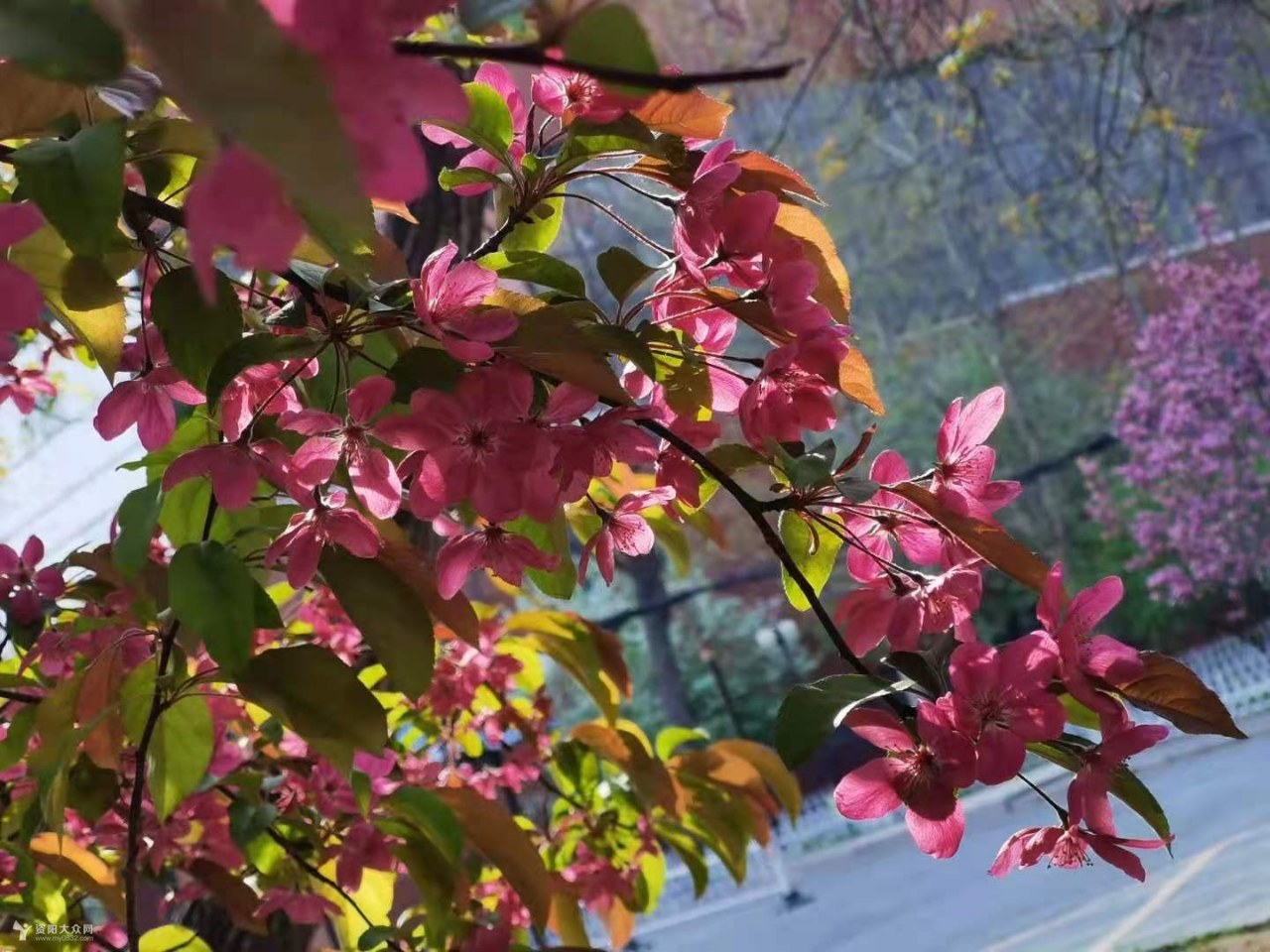 "紫叶紫花海棠".