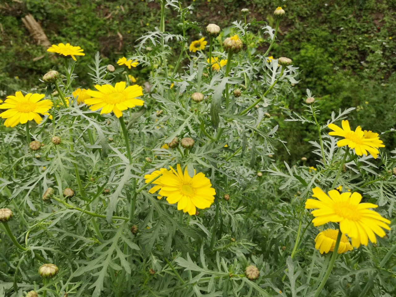 茼蒿菜好吃花也好看