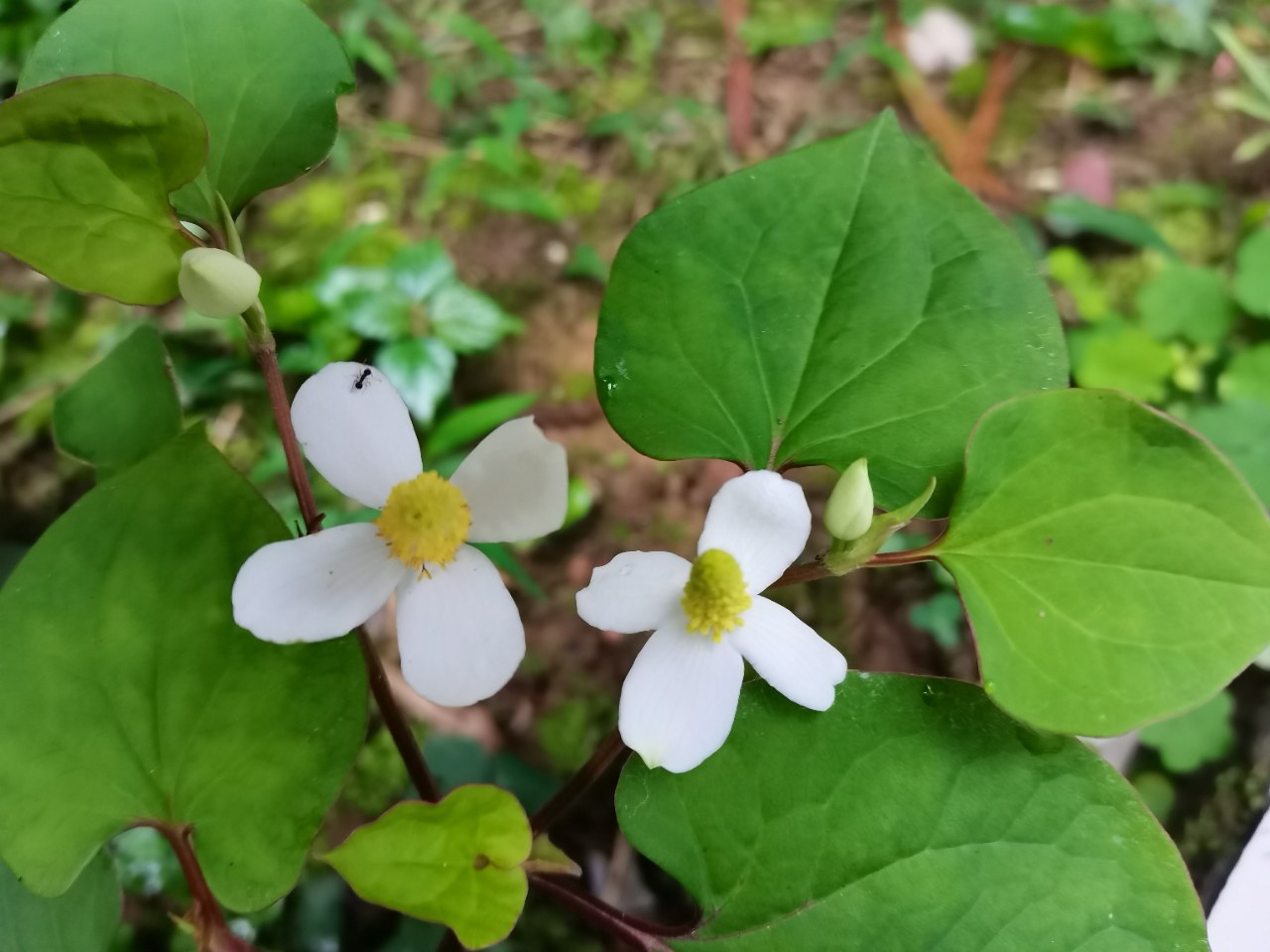 折耳根花你见过吗?