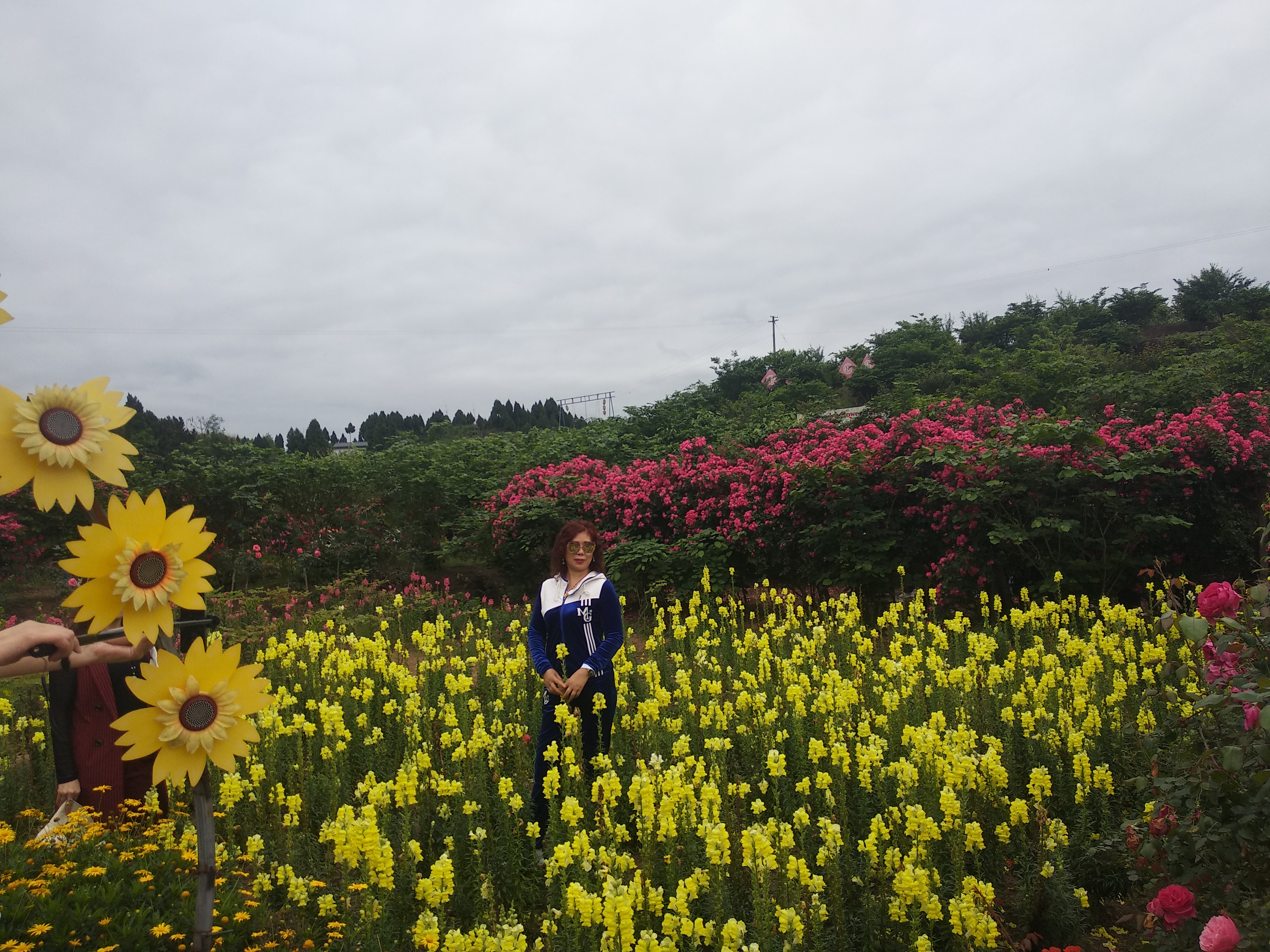 安岳.悦缘花谷百花绽放齐争艳!