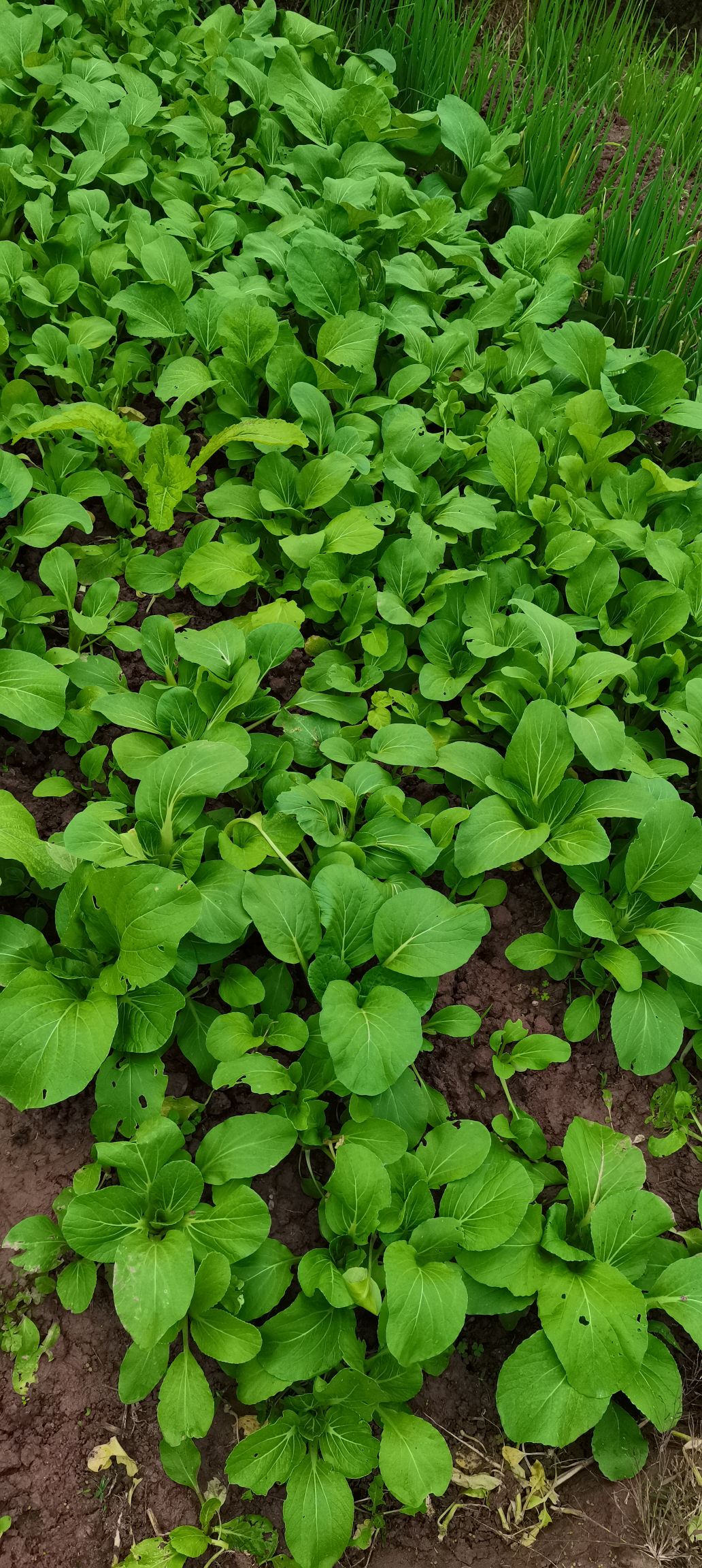 资阳城里的蔬菜价格高,农家菜园的蔬菜种类不少长势不错