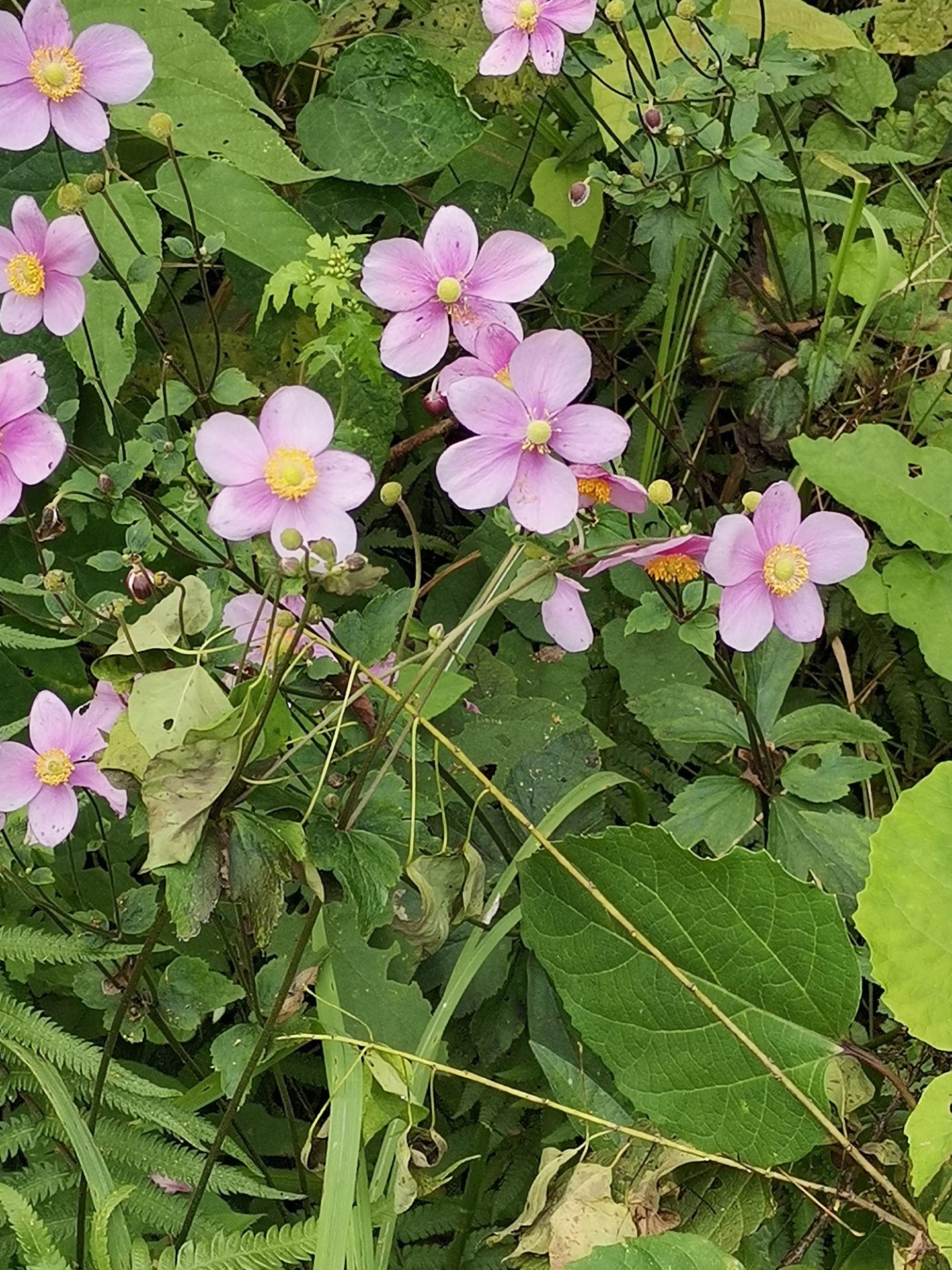 小野花