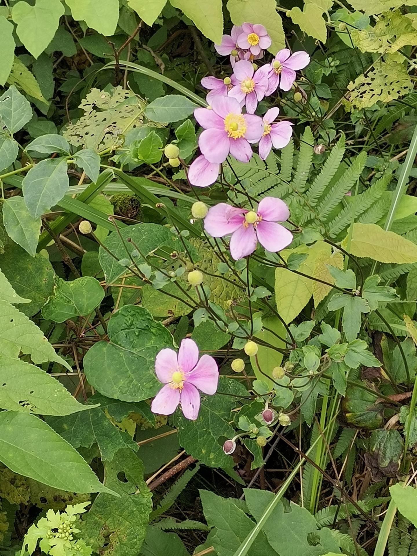 小野花