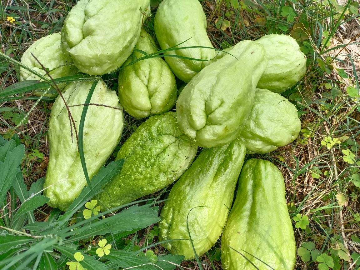 这个季节有种可爱的瓜菜