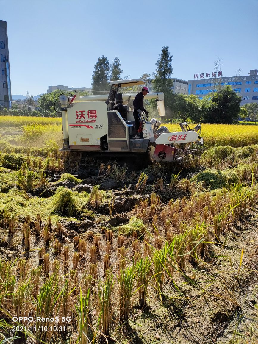 艳阳高照,安岳农民伯伯收割忙
