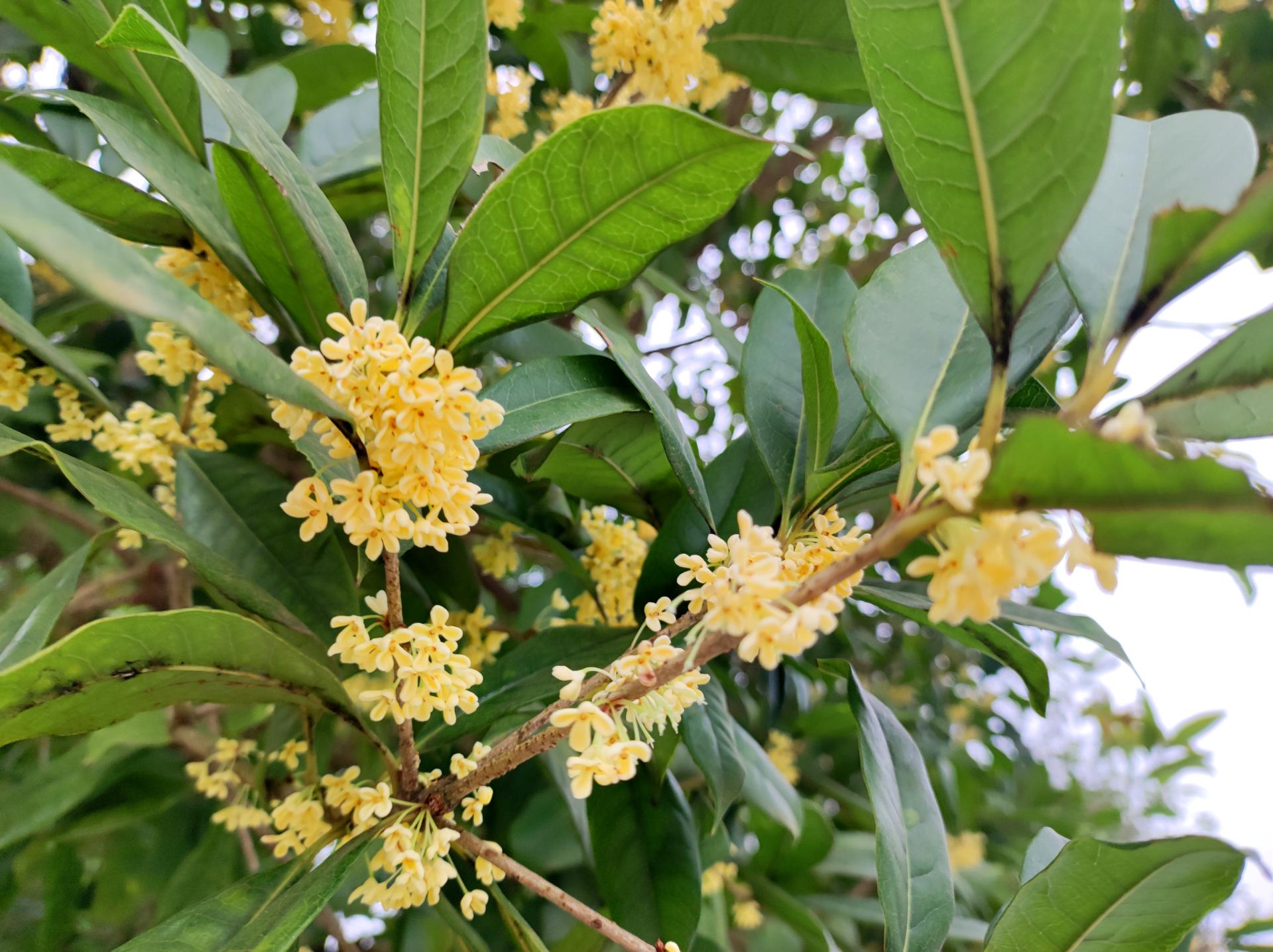 资阳花果山路丹桂金桂竞开放,九曲河畔再飘香!