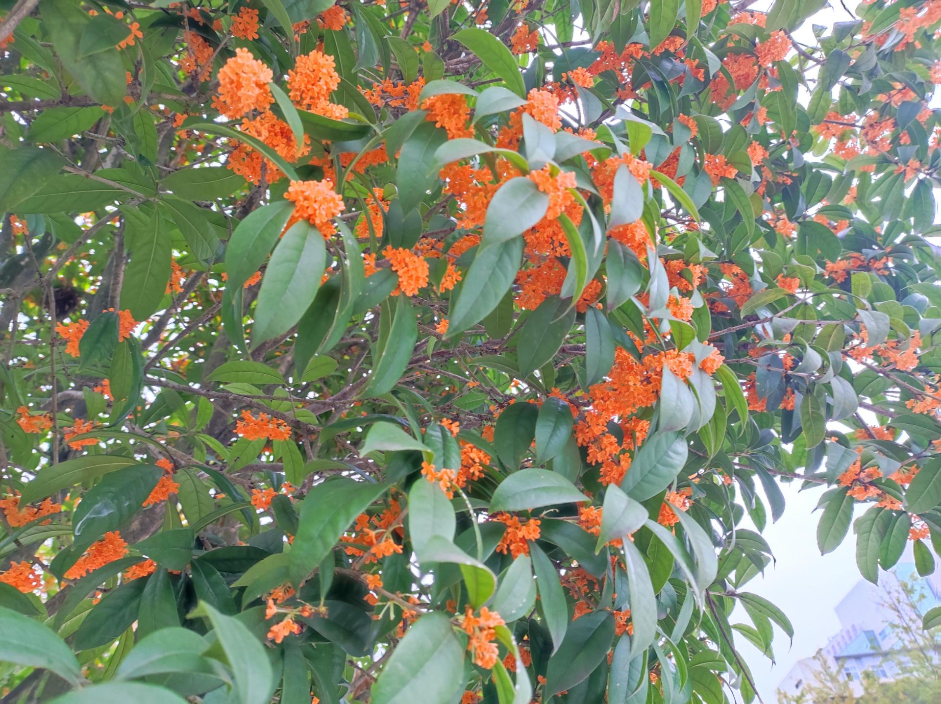 资阳花果山路丹桂金桂竞开放,九曲河畔再飘香!