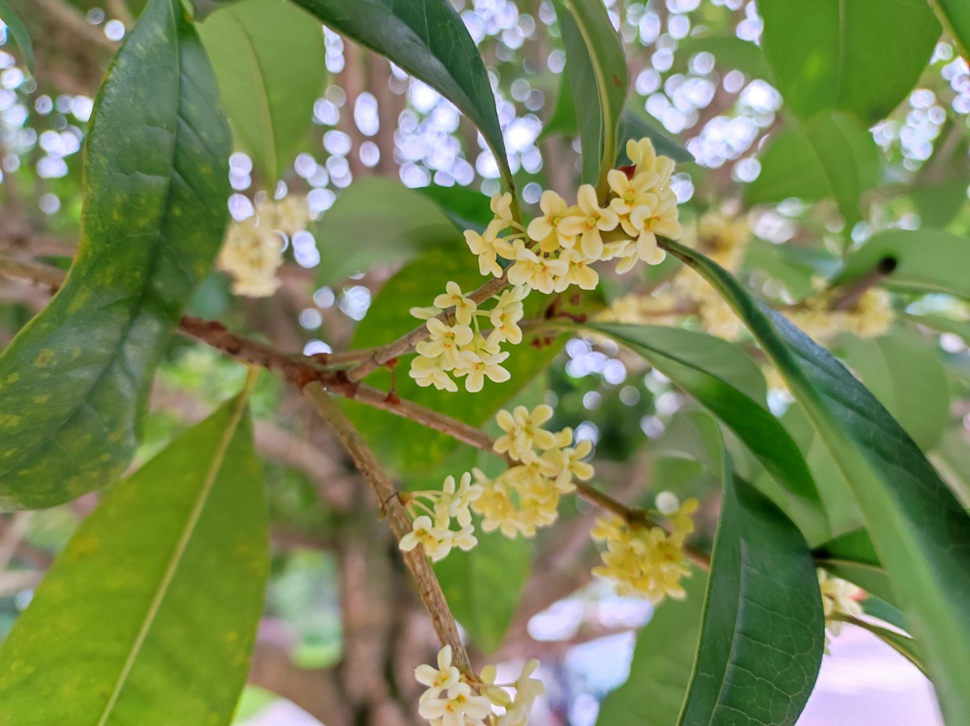 资阳花果山路丹桂金桂竞开放,九曲河畔再飘香!