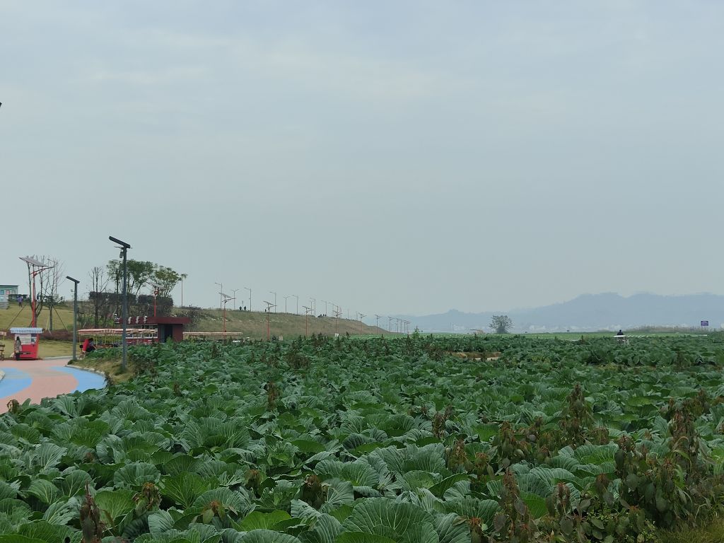 潼南蔬菜公园,你来观看过没有?