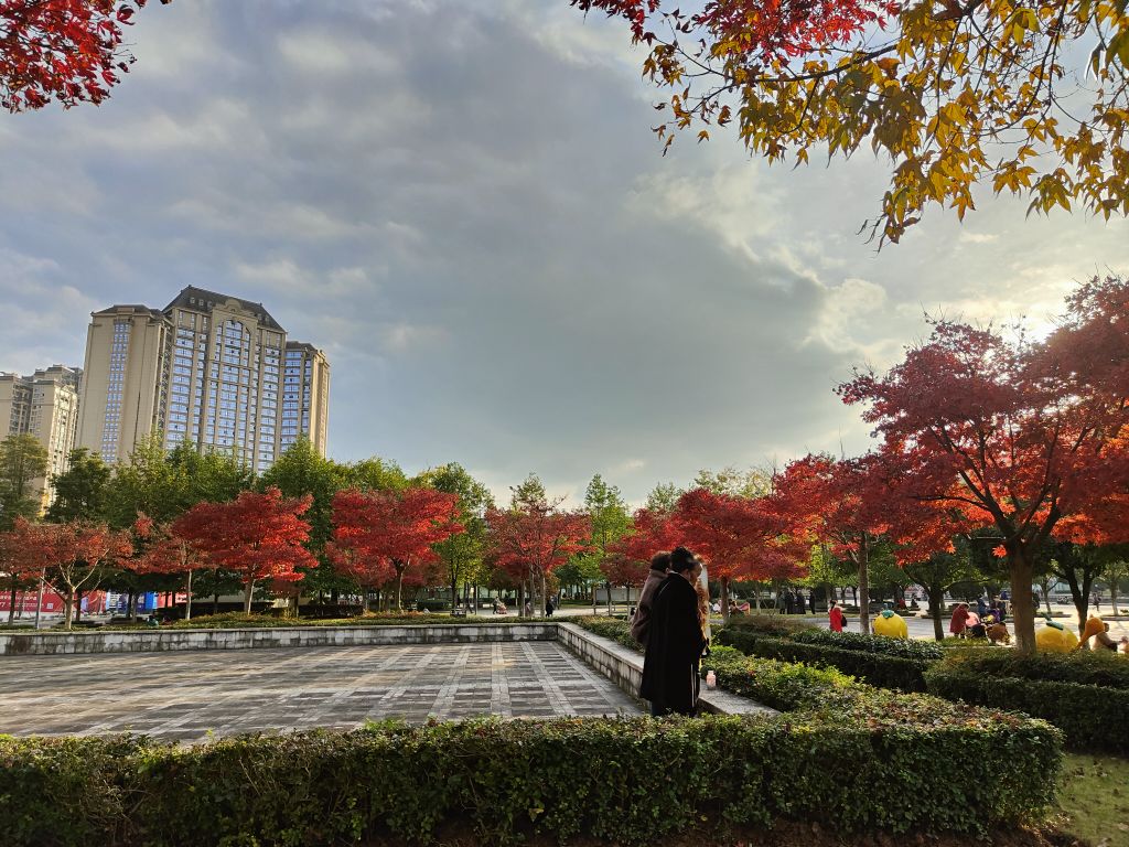 安岳普州文化广场,红艳艳的红枫叶让人爱