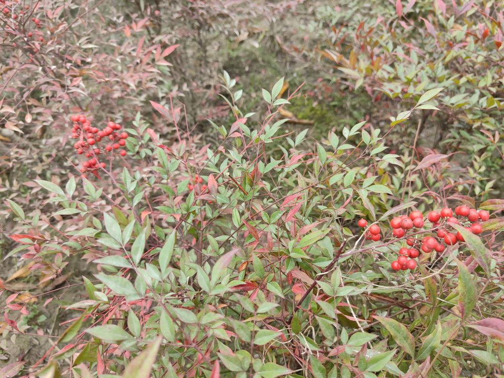 潼南溼地公園這紅籽籽好看,原來叫南天竹!