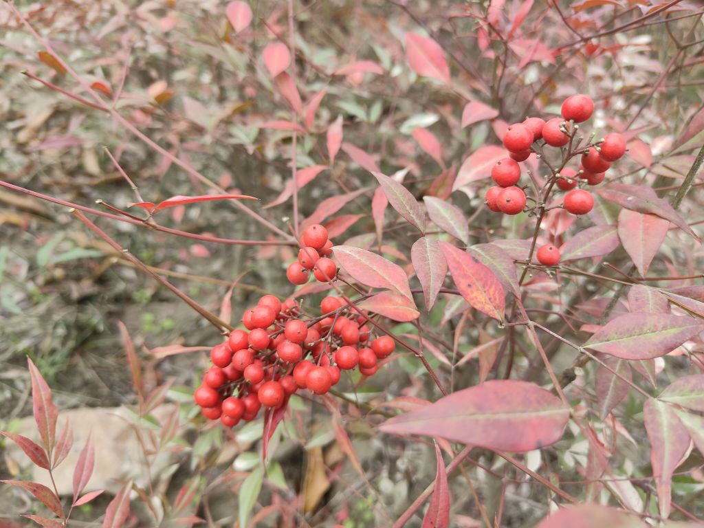 潼南溼地公園這紅籽籽好看,原來叫南天竹!