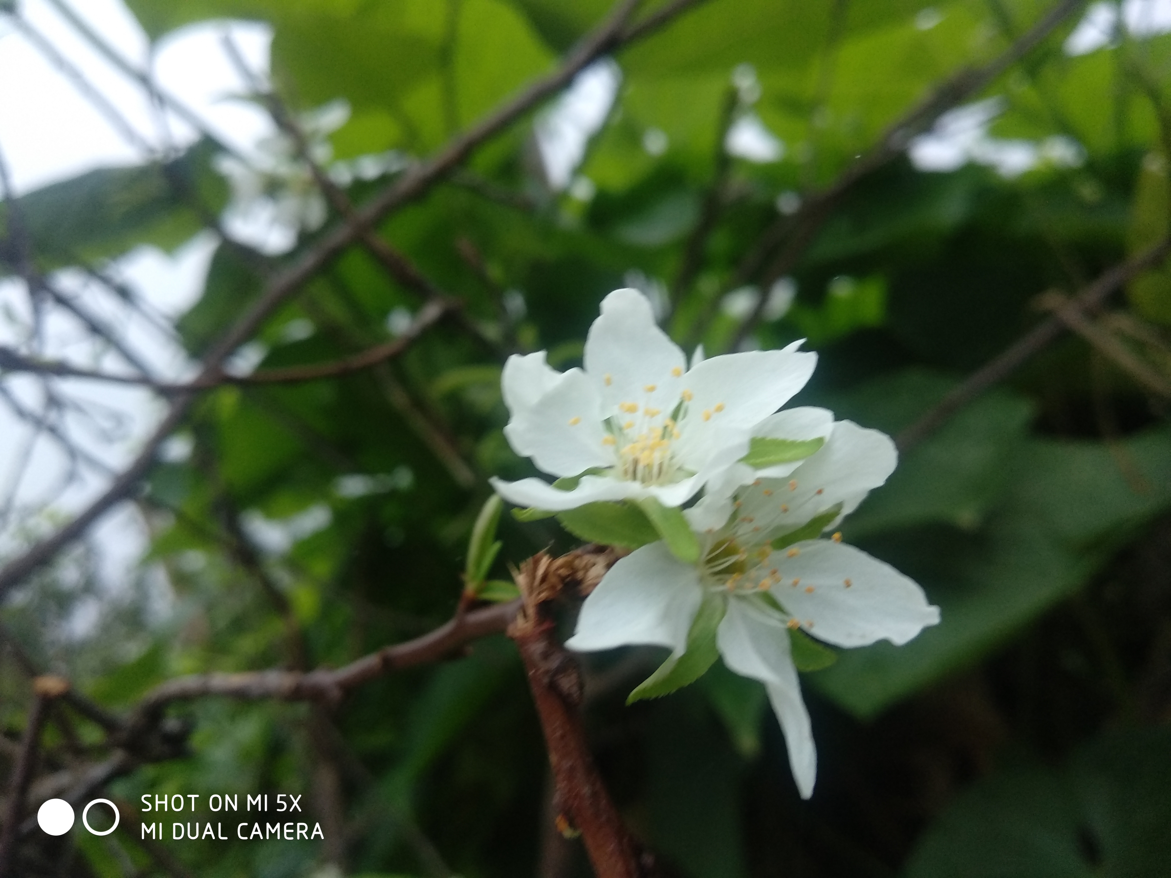 秋冬你见过李子树开花吗?