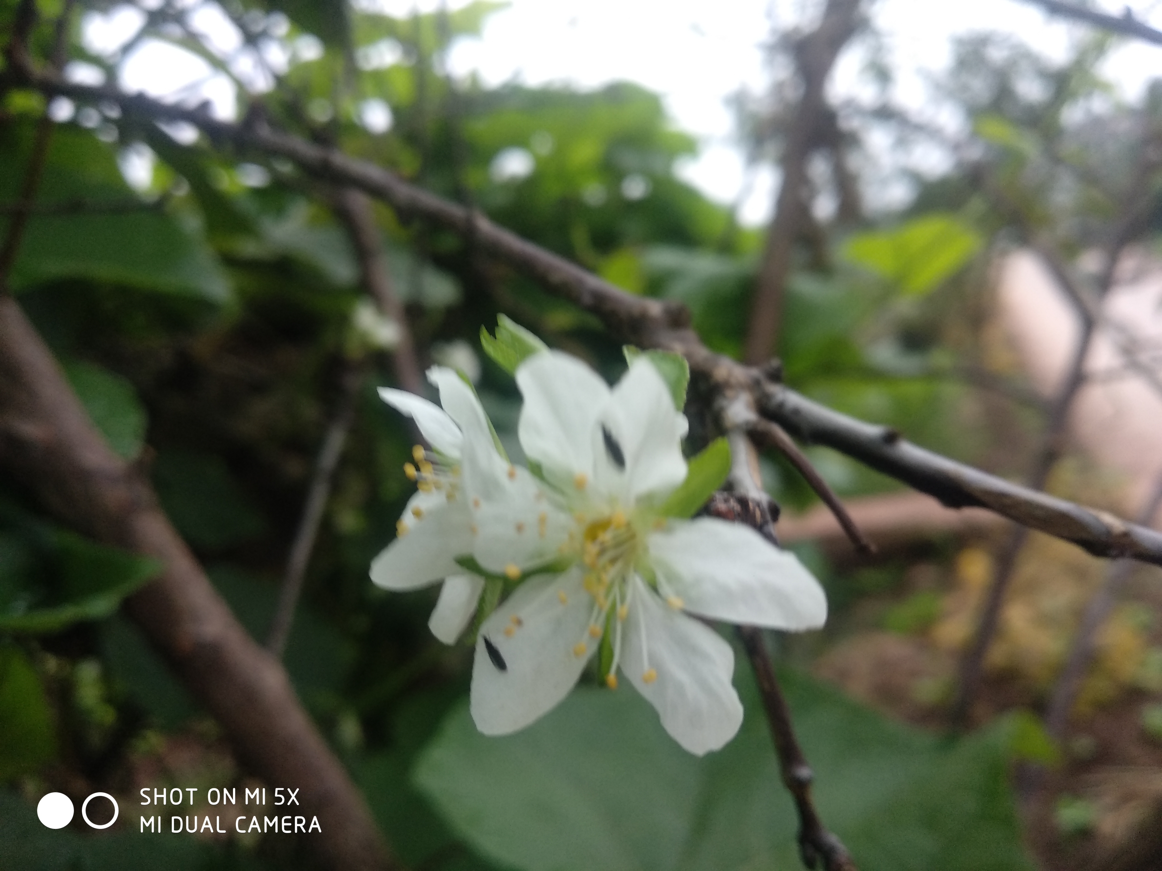 秋冬你见过李子树开花吗?