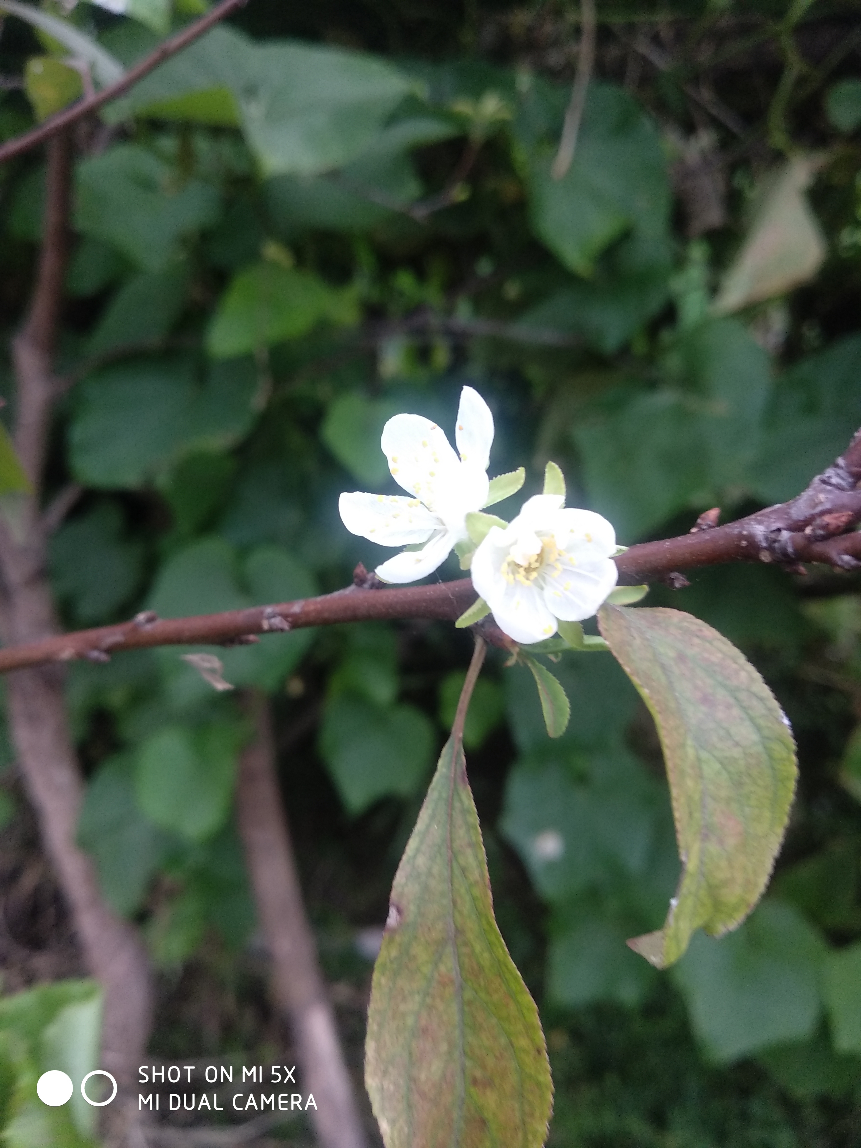 秋冬你见过李子树开花吗?