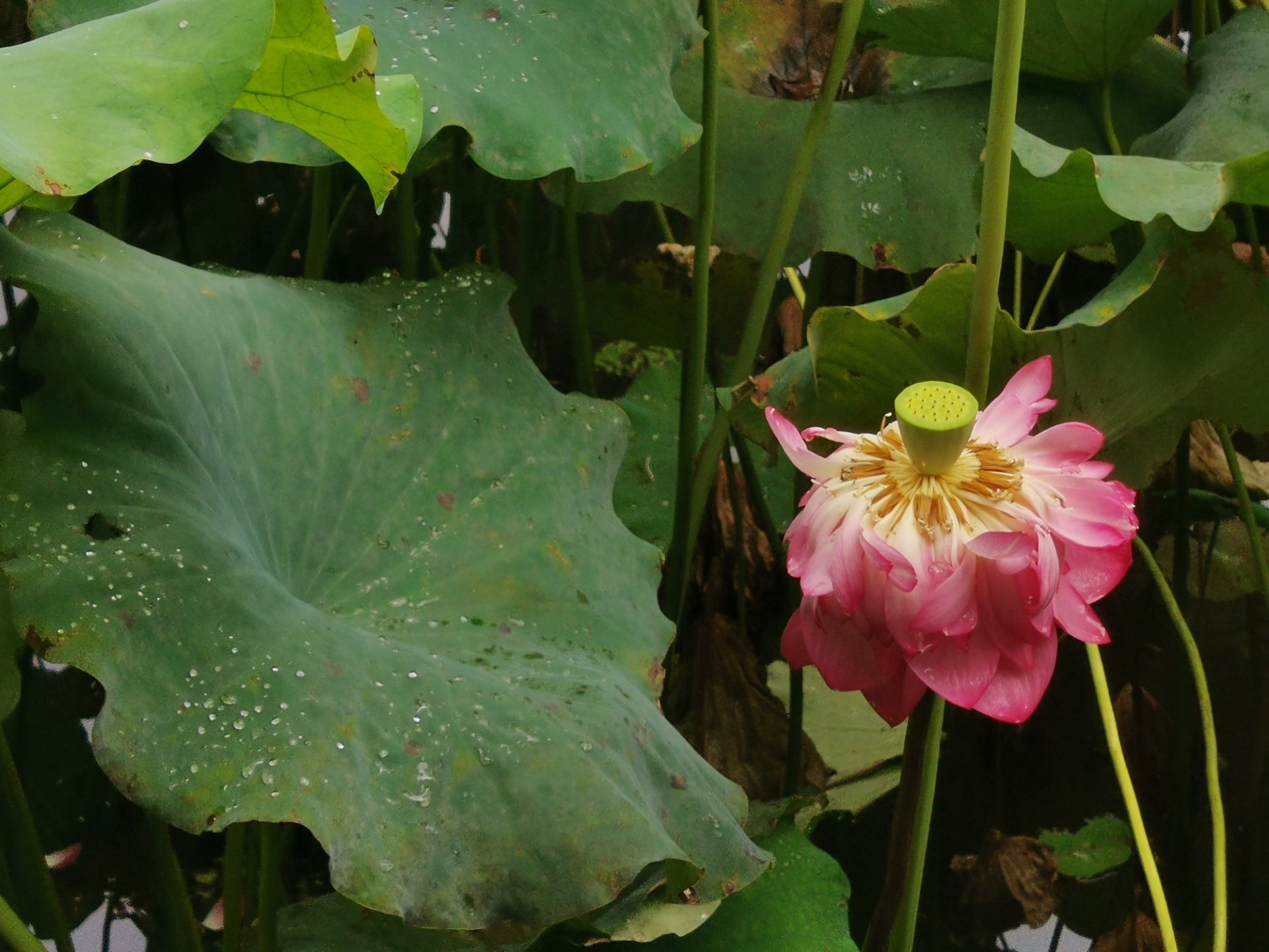 绵阳西山玉女湖,百年紫藤自成荫