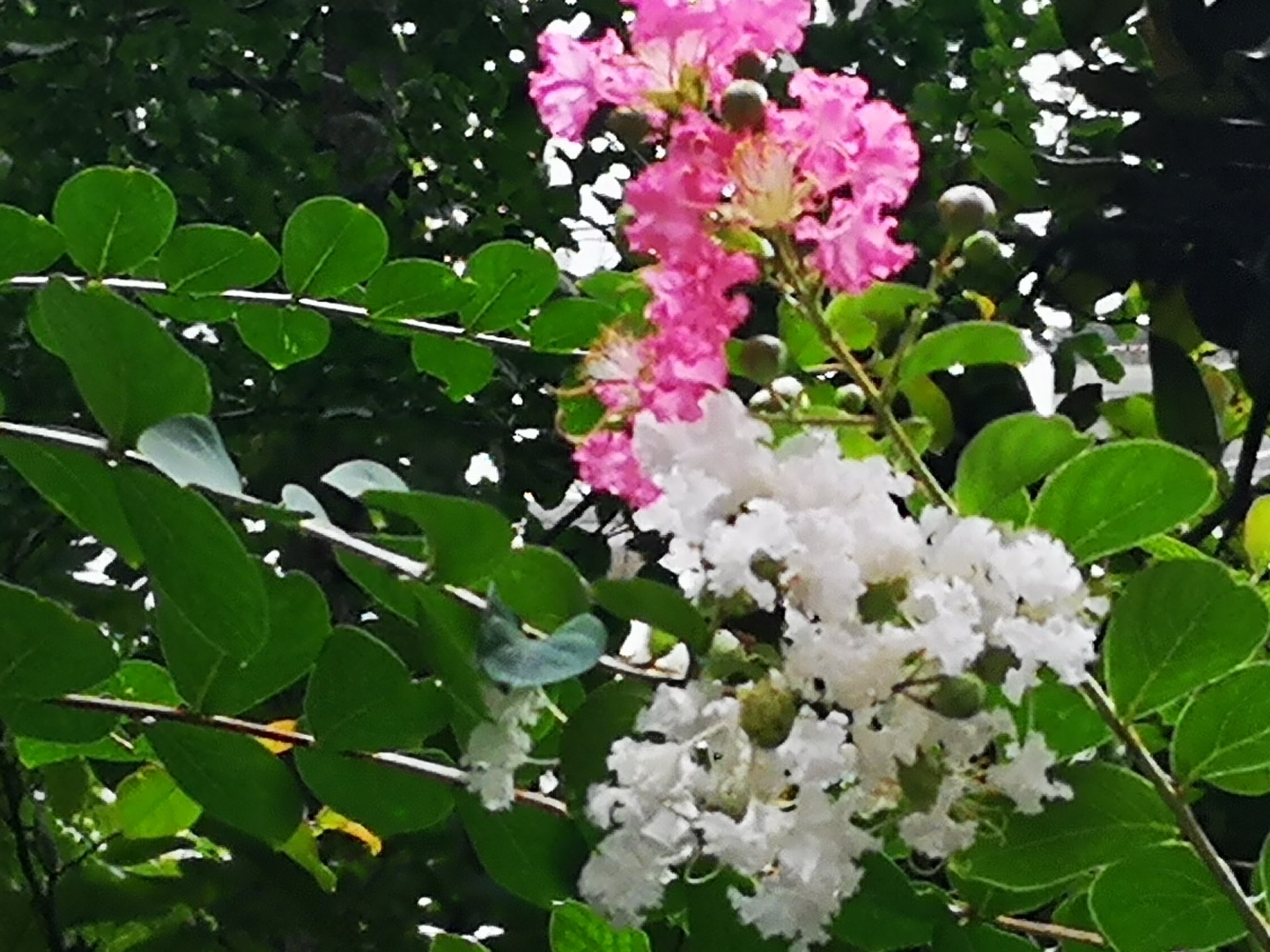 资阳一小区里的紫薇开花了,红白两种花齐开很好看