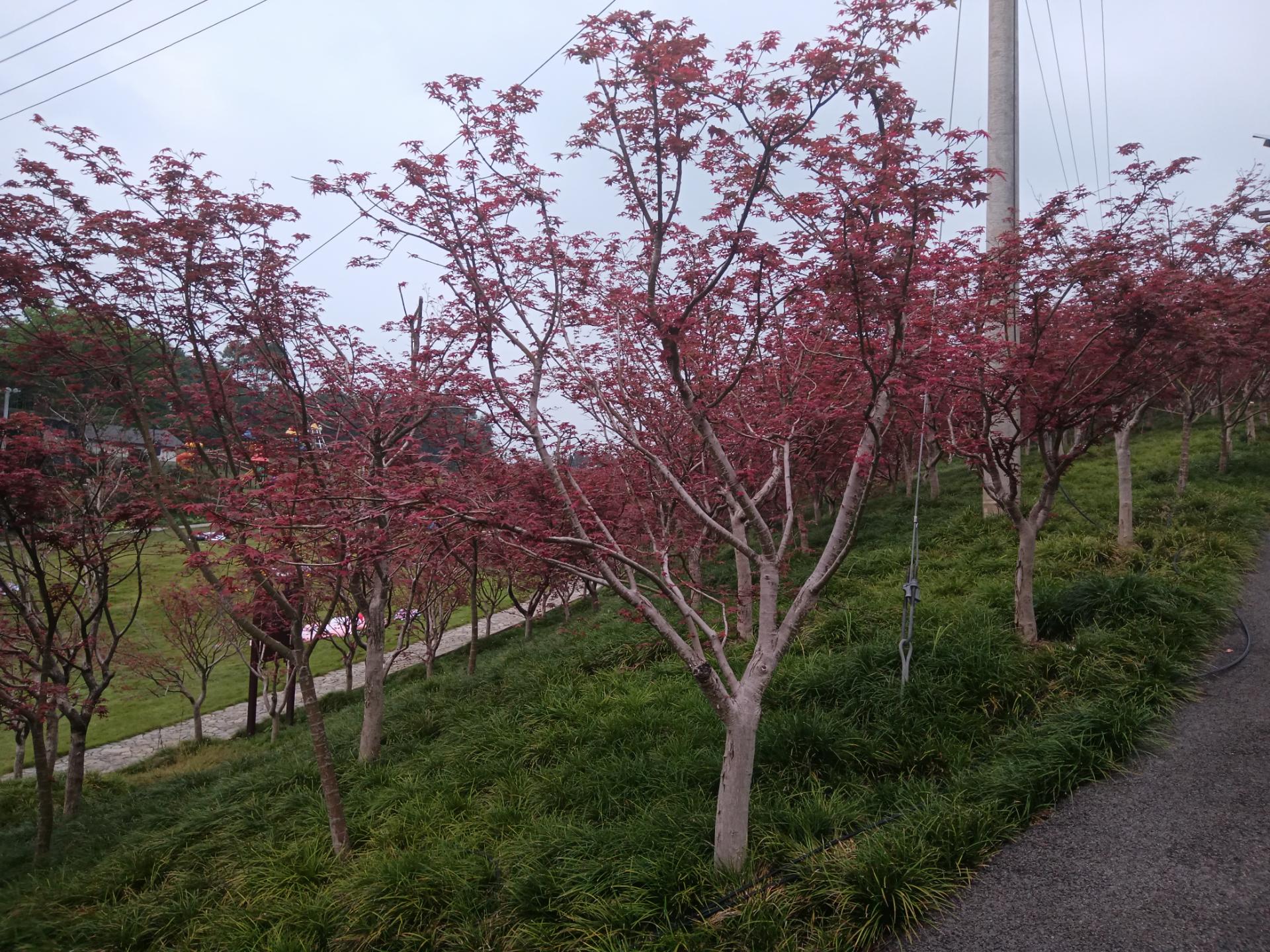 游重庆南湖多彩植物园