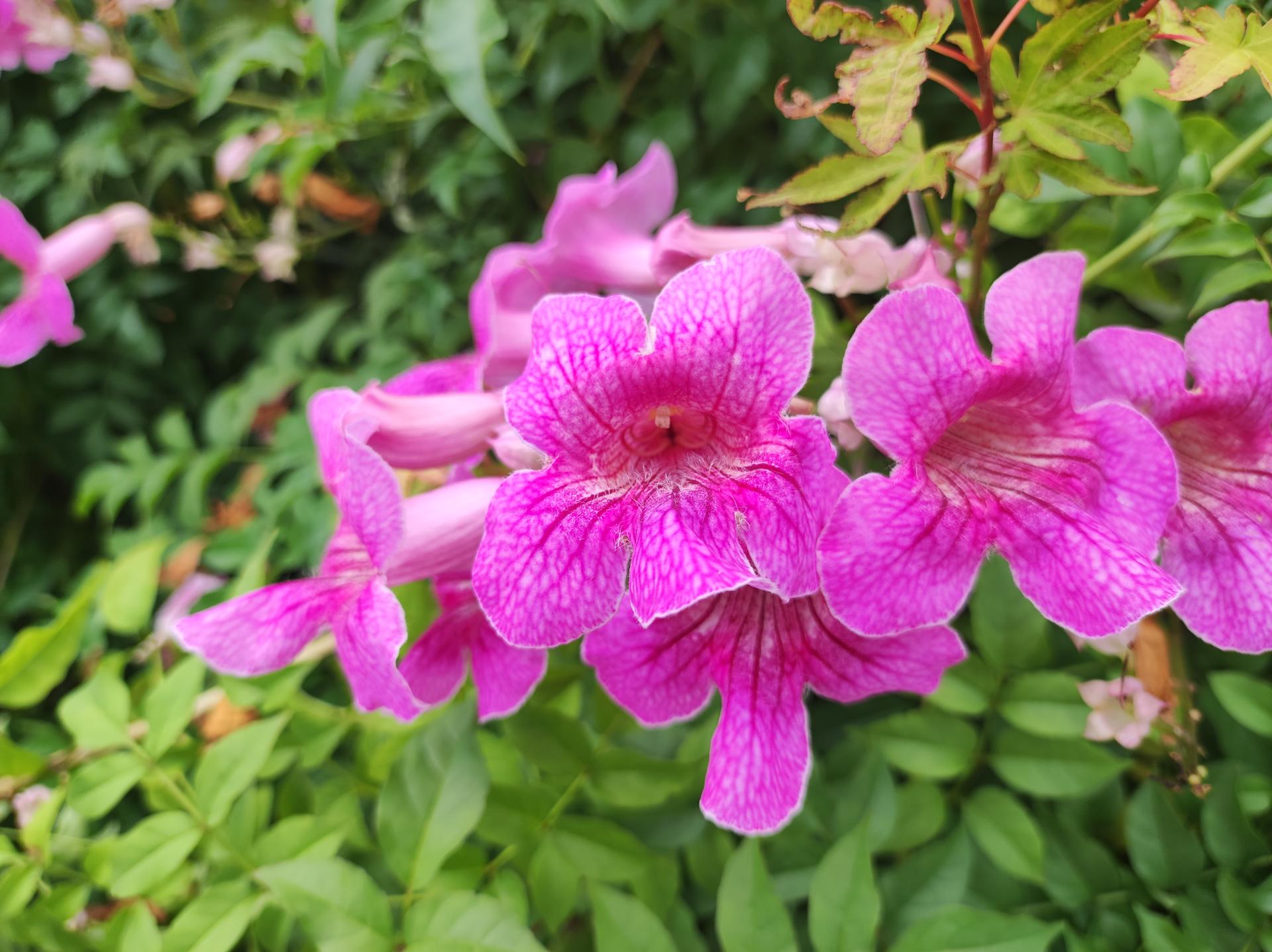 凌霄花或许常见,但资阳曼购广场上的这种粉色凌霄花你见过吗?