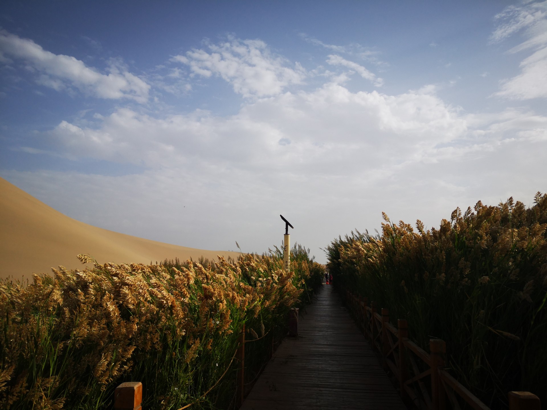 欣赏:沙漠中芦苇荡的别样景观
