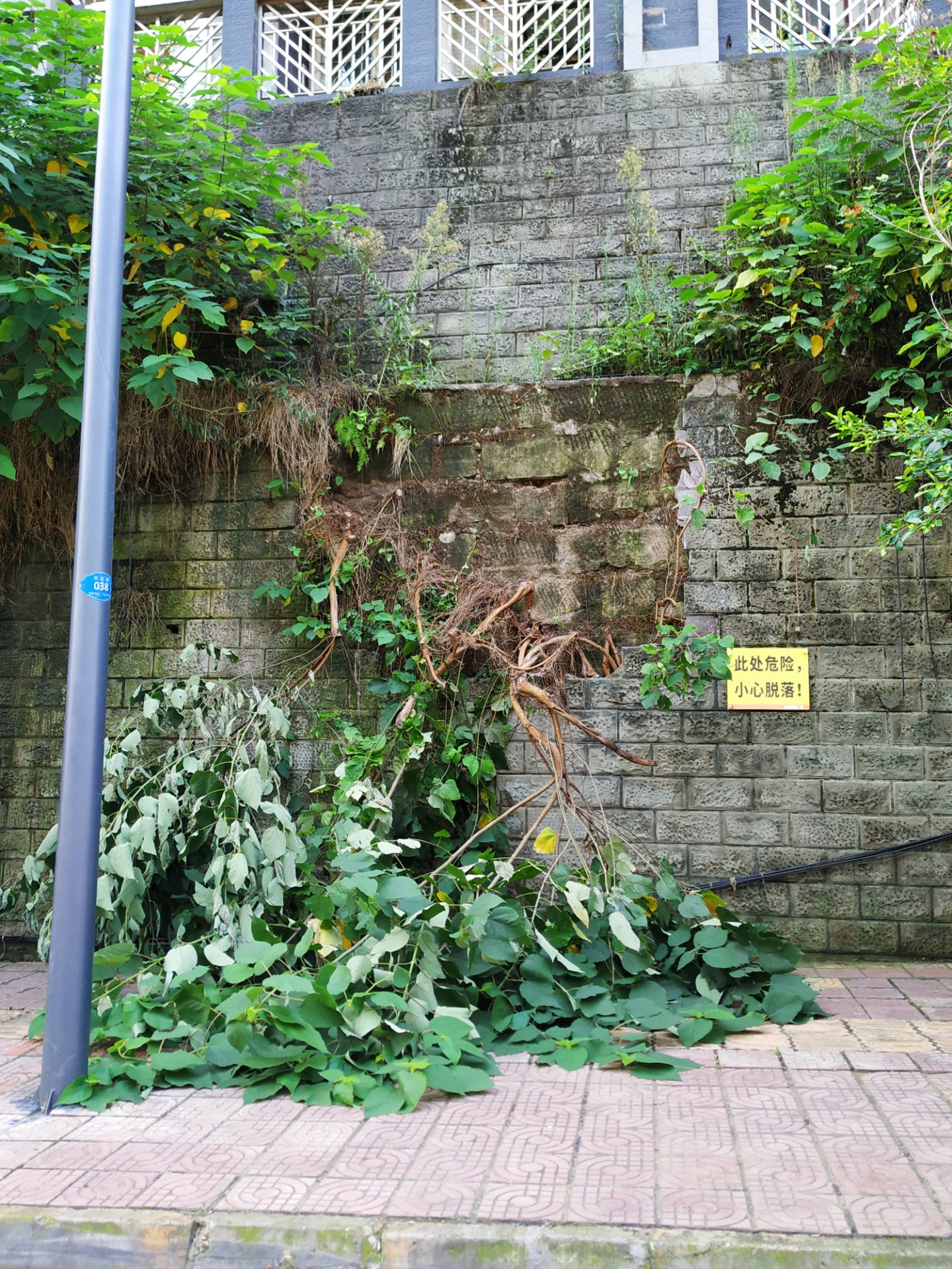 资阳公园路宝莲苑小区斜坡围墙上的几棵欧叶树倒下来