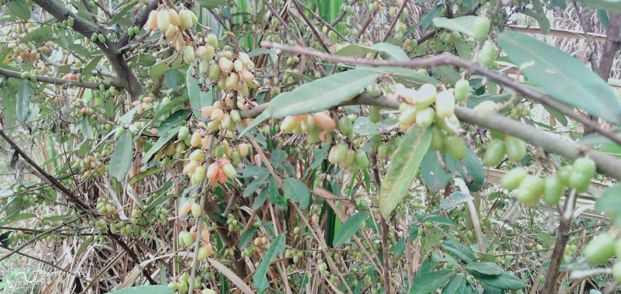 小伙伴们,羊奶奶熟了哦