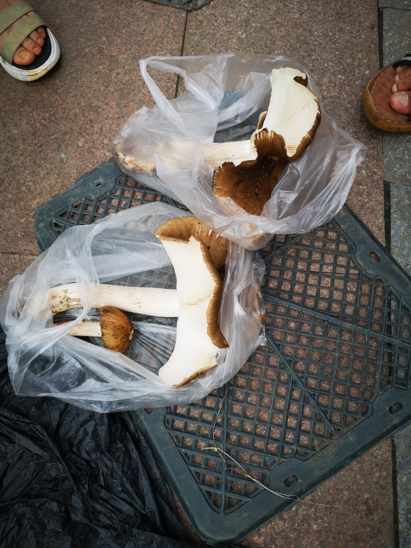 好大两株"伞把菇",众人惊叹团团围住