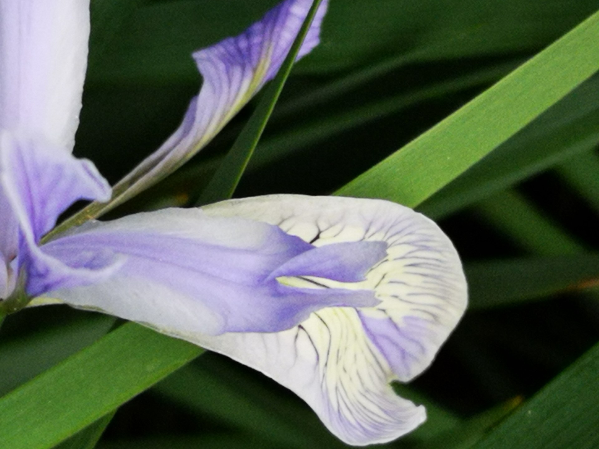 这"马蹄花"很美,不看会后悔