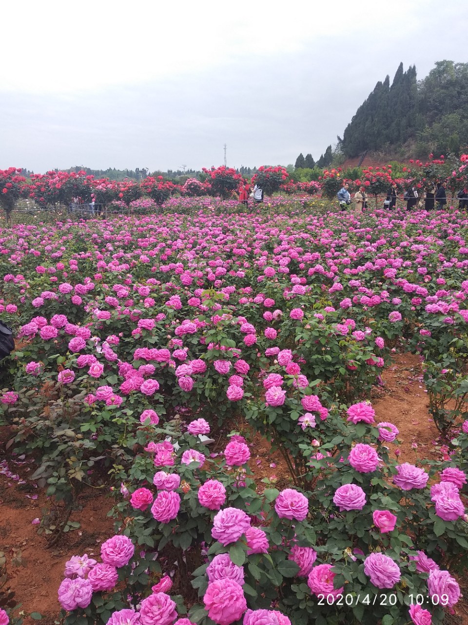 安州区玫瑰花海图片