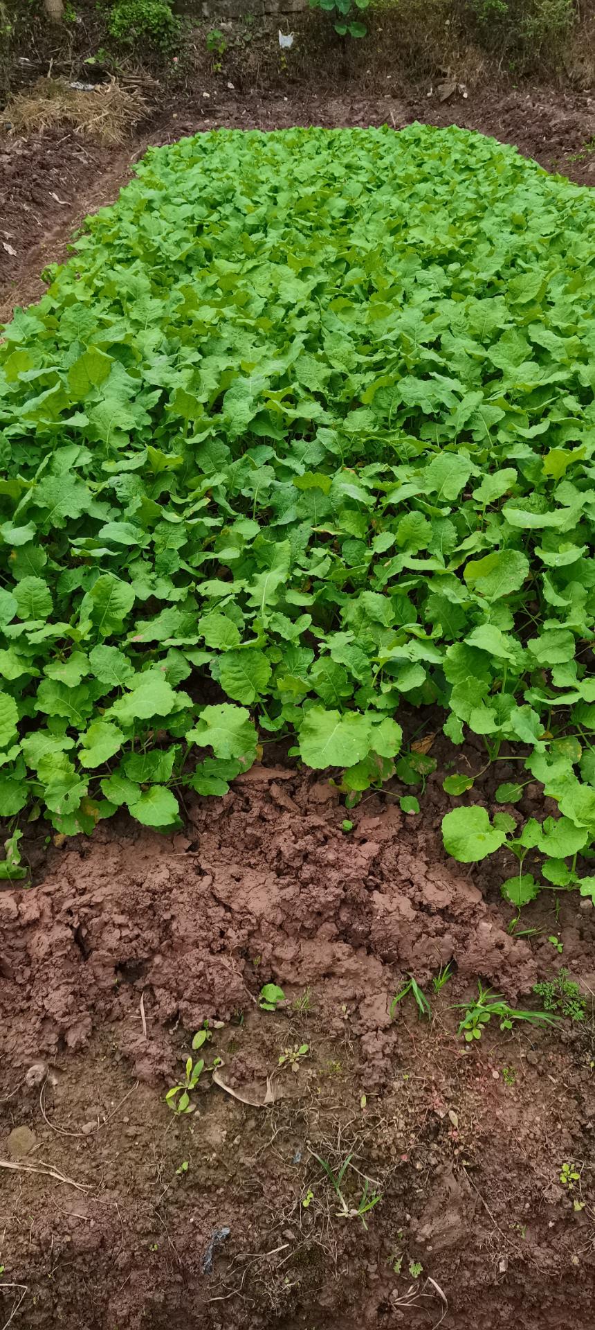 资阳又是一年栽油菜秧秧的季节到了