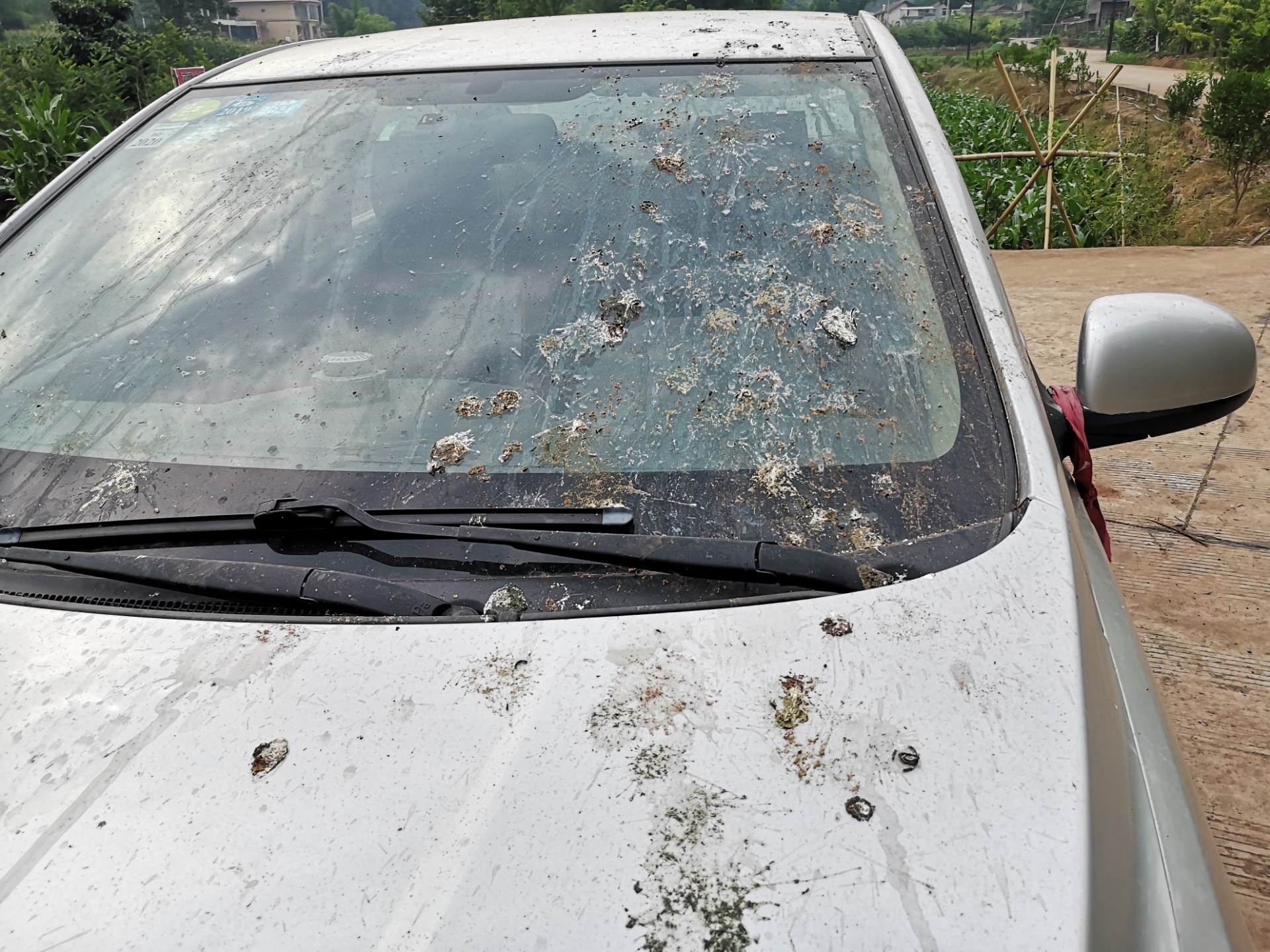 轿车在资阳乡村公路上停一夜,挡风玻璃上好多鸟屎