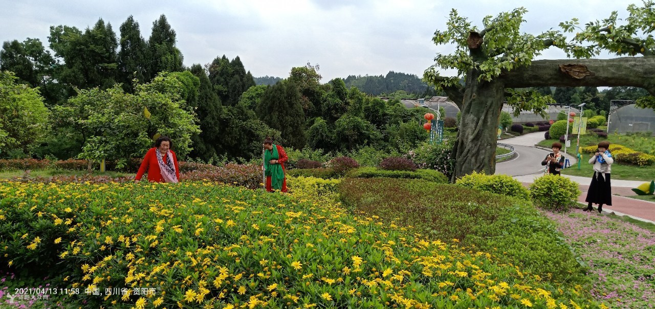 安岳柠檬小镇春光正好花锦簇