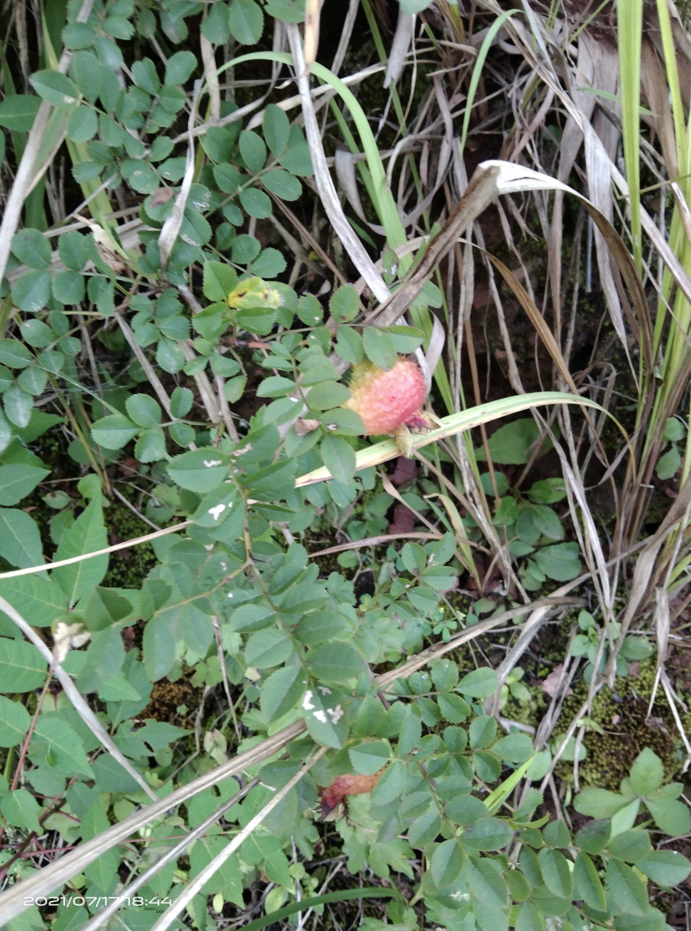 炎炎夏季刺李果泡茶好东西,吃了不容易中暑