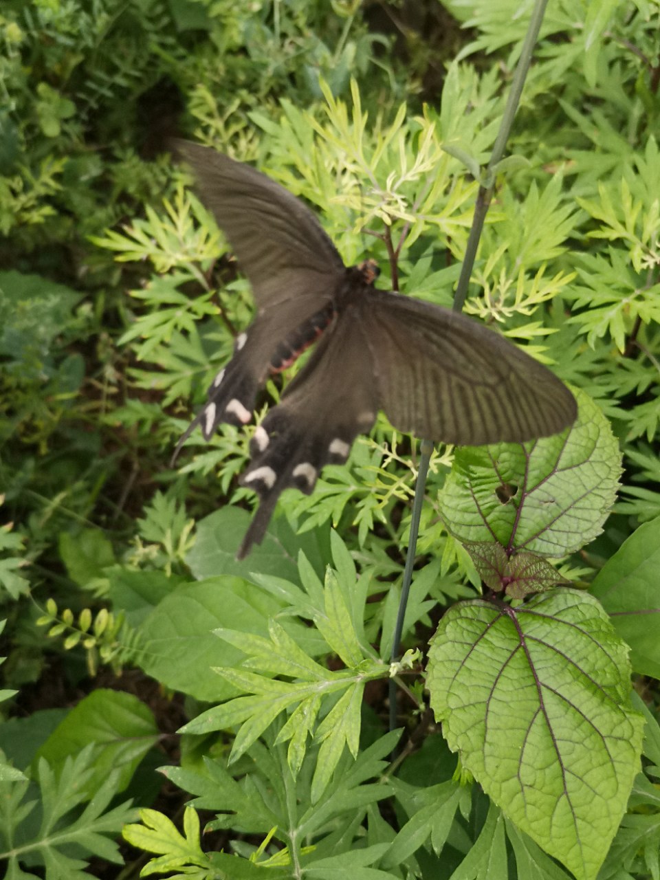 欣赏:一只黑蝴蝶翻飞的轨迹