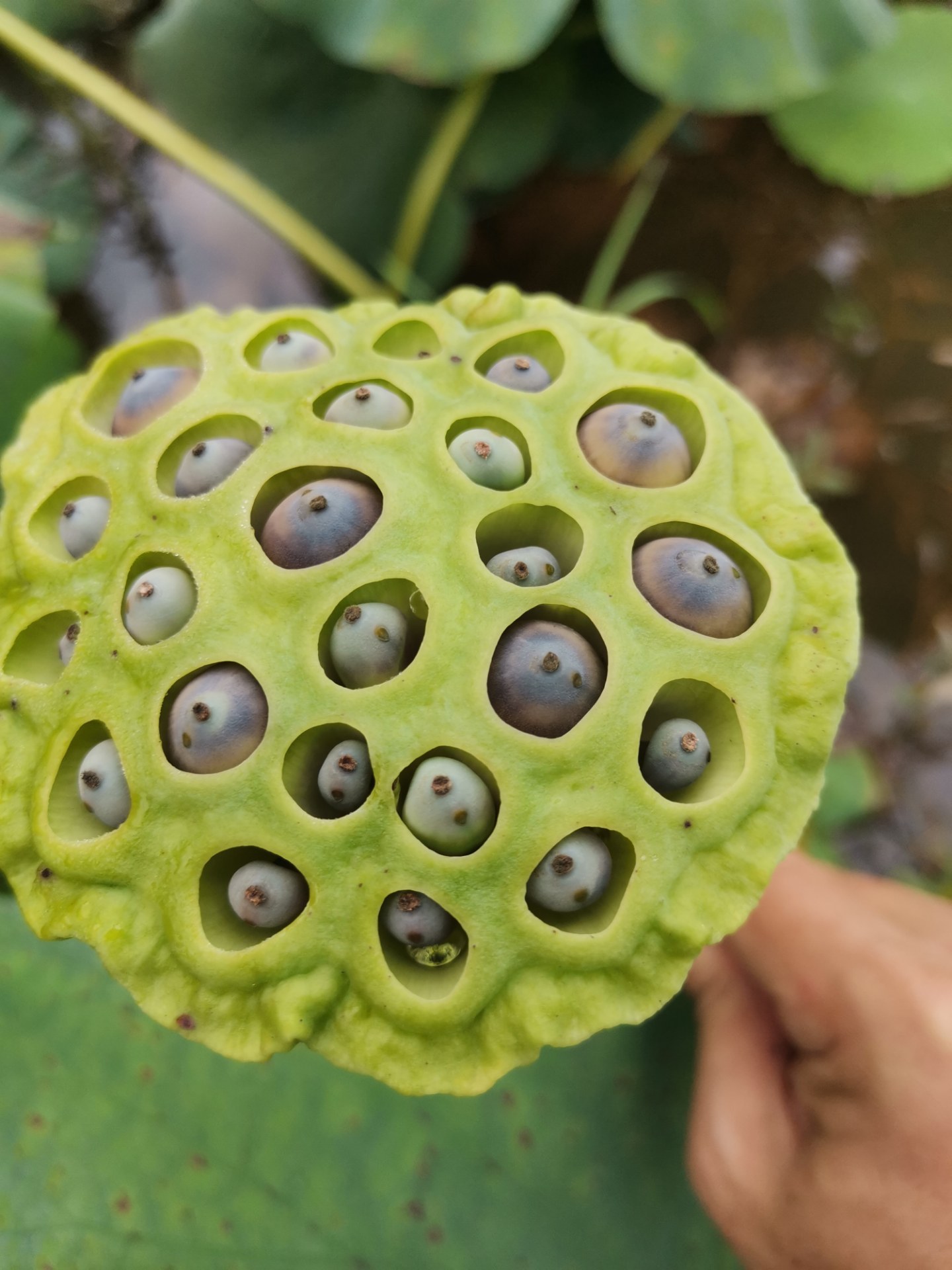 秋天, 荷花凋零, 荷叶枯黄, 但莲蓬熟了, 莲藕也熟了
