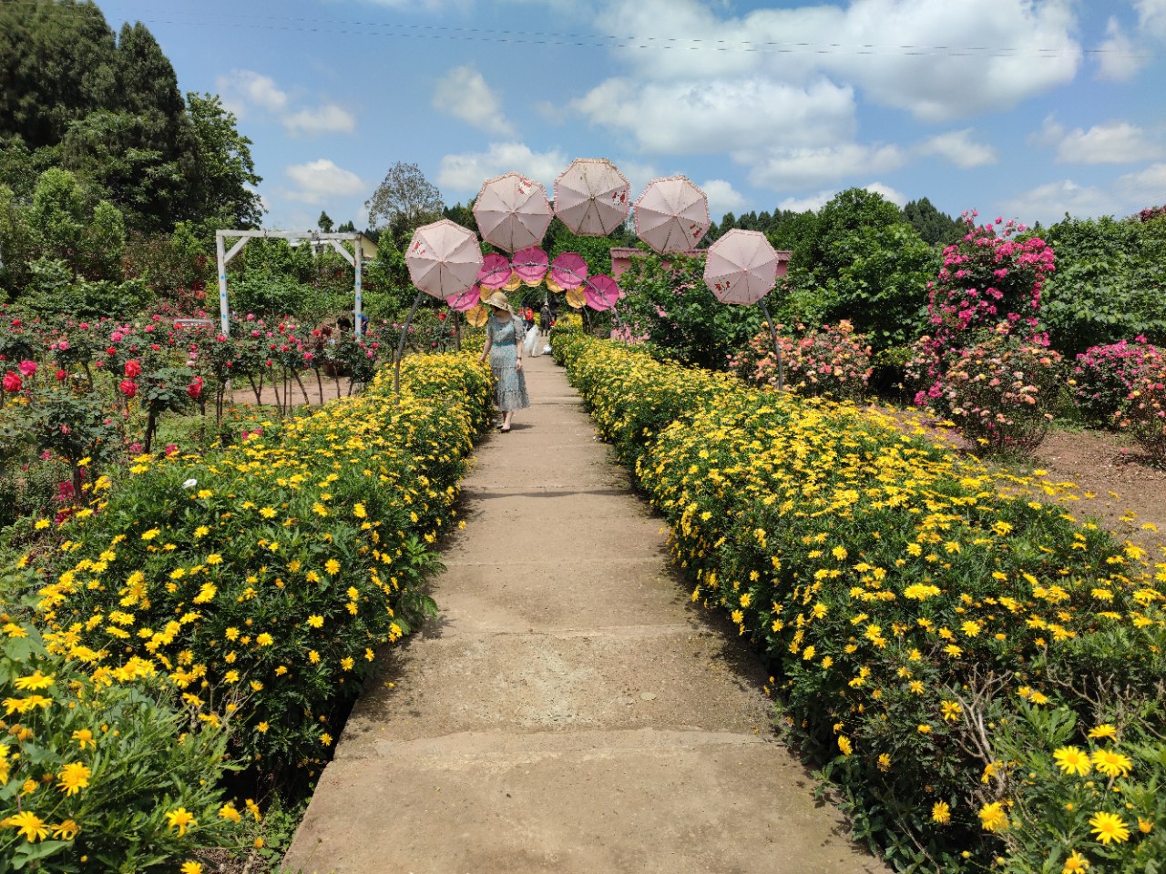 【小草原创】安岳悦缘花谷玫瑰盛开,笑迎游客欣赏打卡