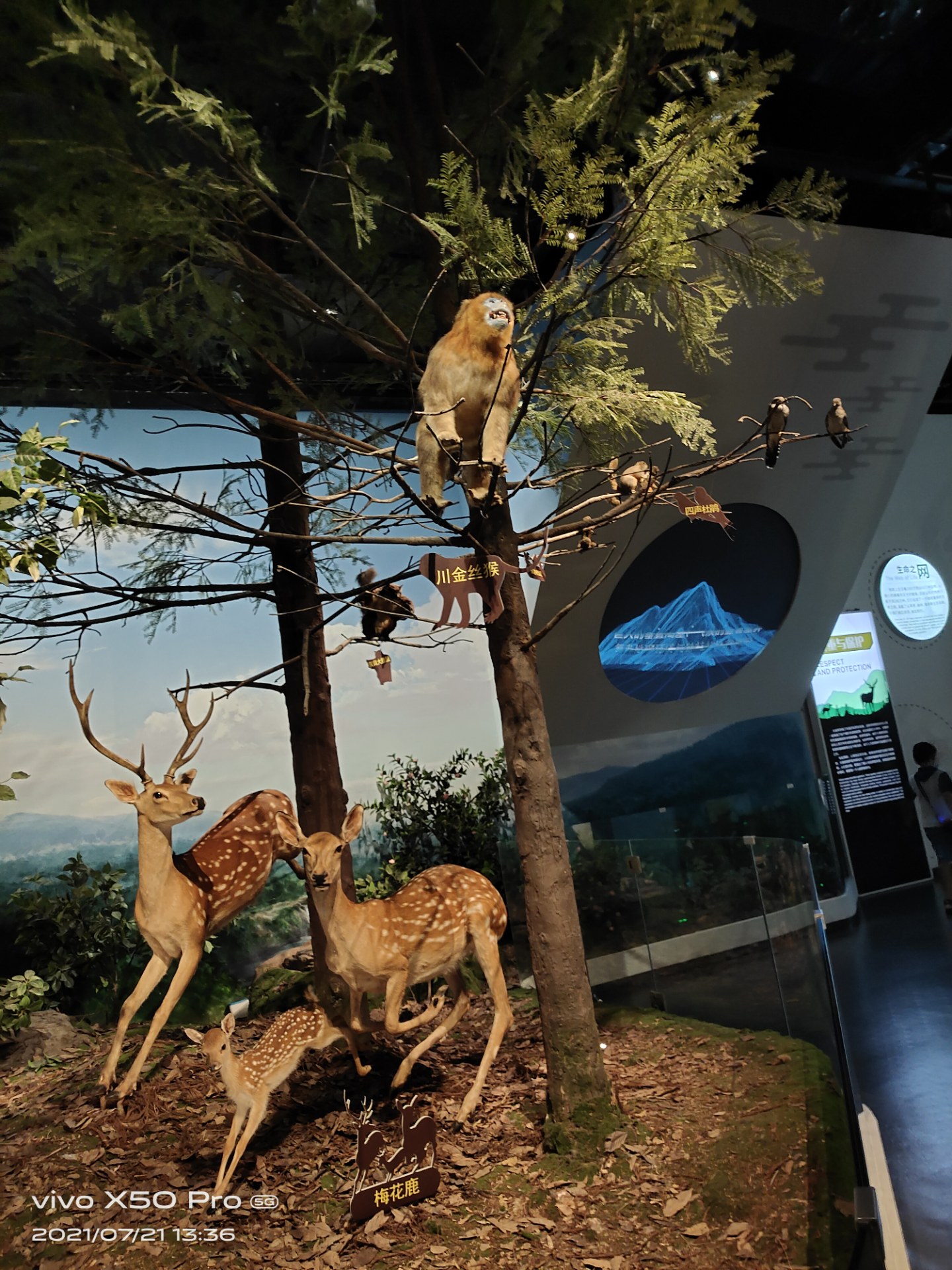 成都博物馆之动物展