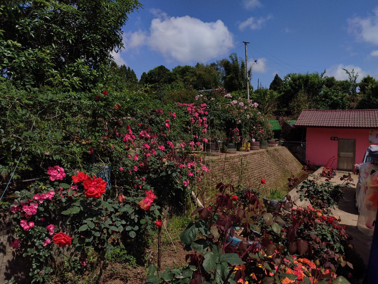 【小草原创】安岳悦缘花谷玫瑰盛开,笑迎游客欣赏打卡