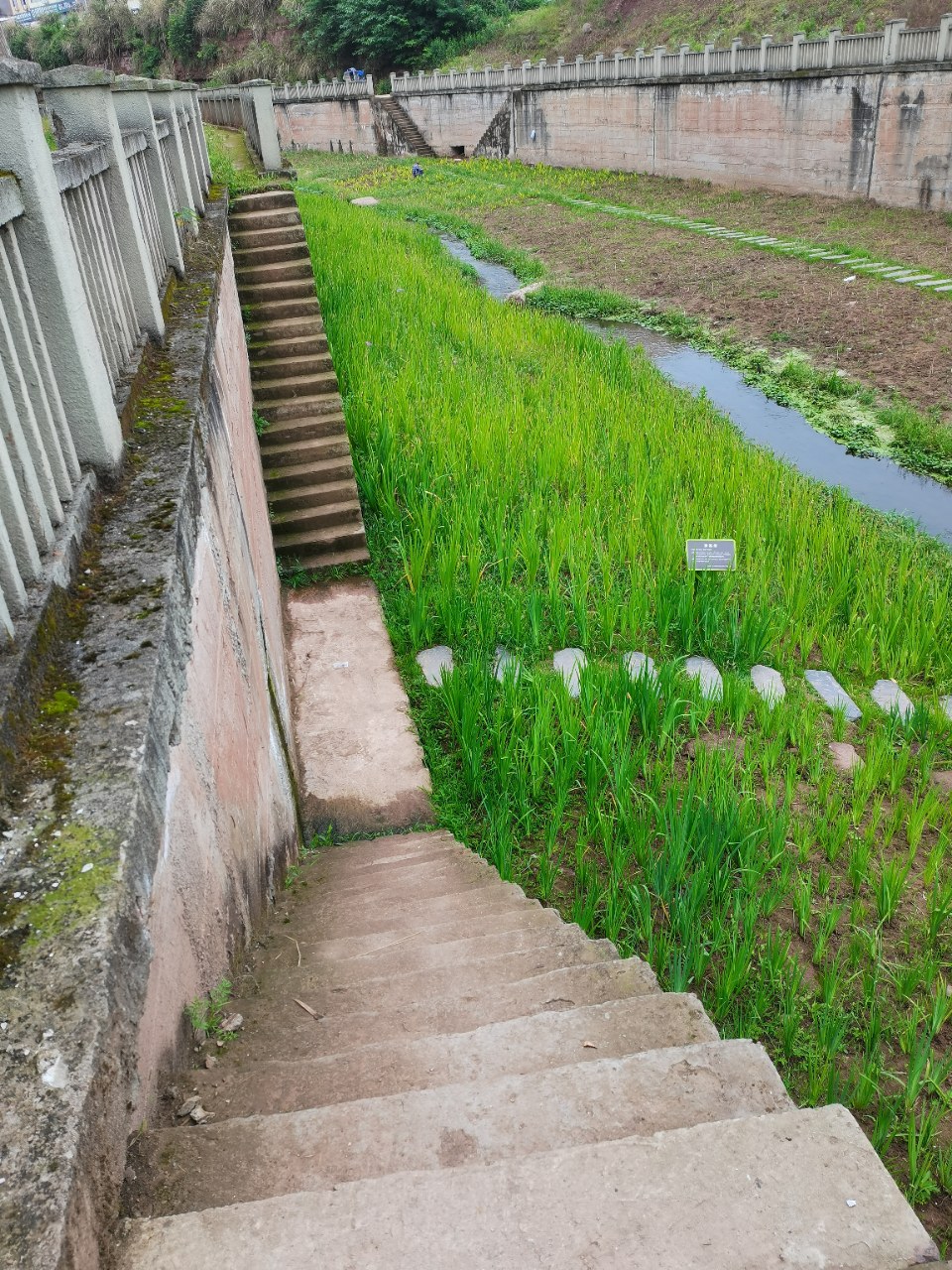 走哇!公交3路,6路,7路到安岳工业园污水处理厂下面双河口看花花咯!