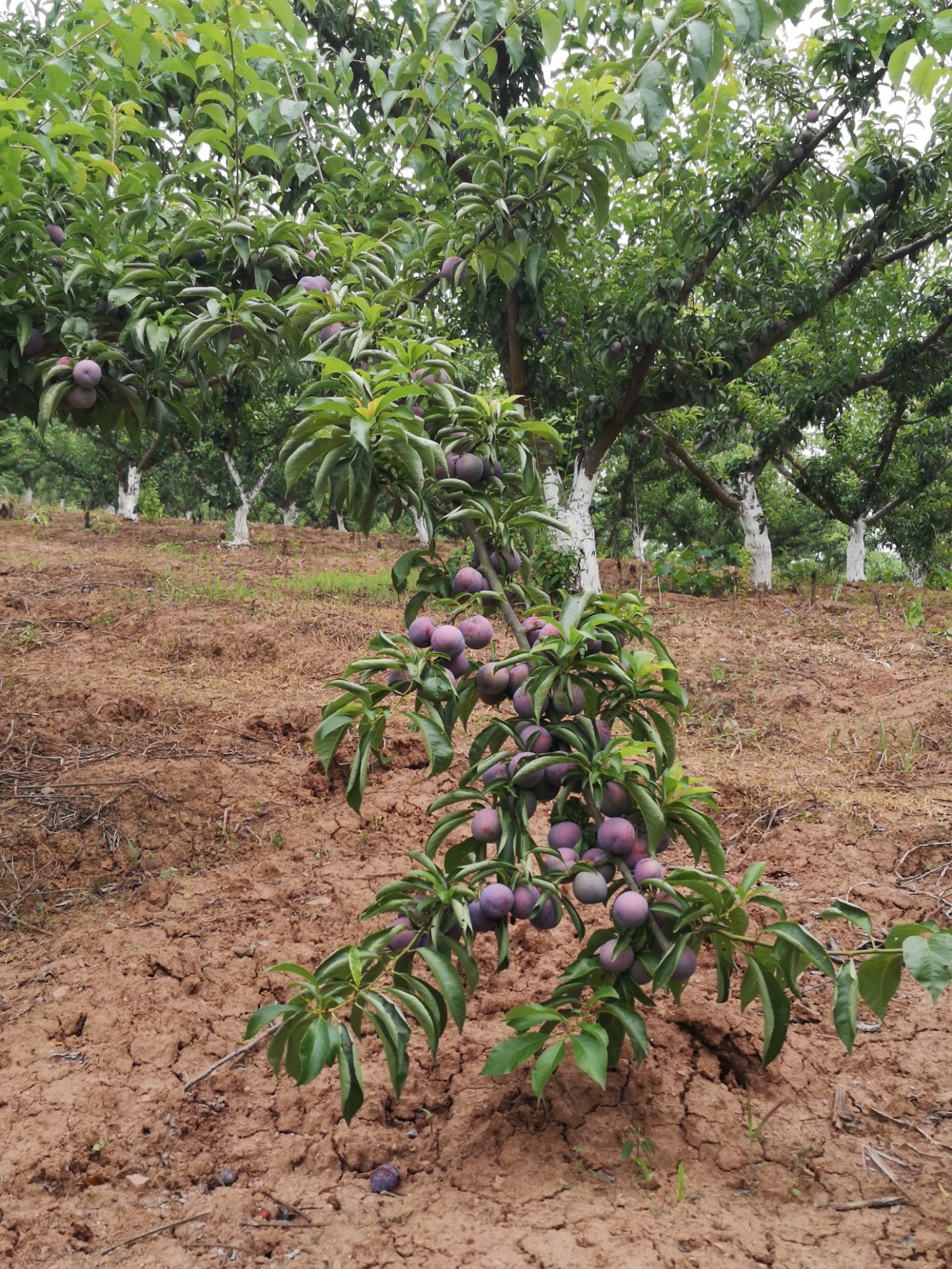 神奇:凤凰李子树嫁接后结有青,红两种果