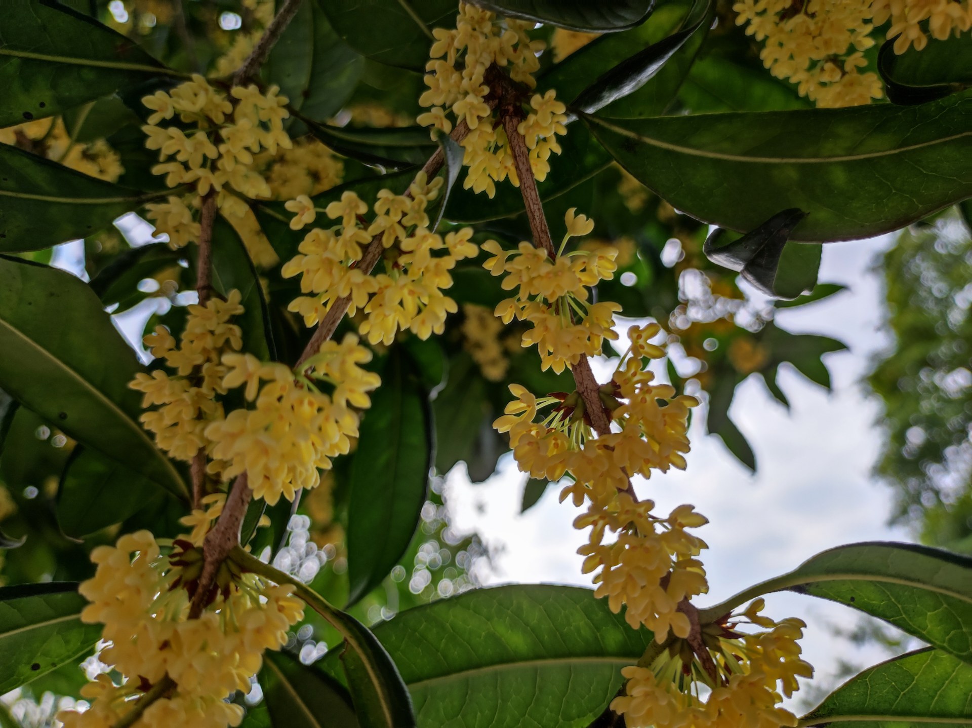 這個是金桂開黃花,銀桂是白花,丹桂是橘紅色花,黃金白銀紅丹桂.