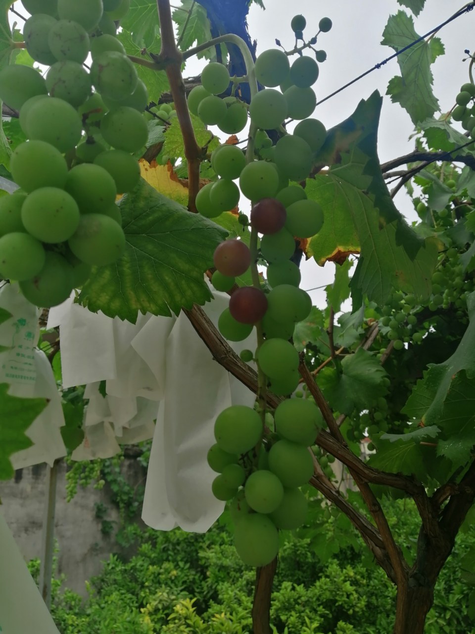 葡萄树下,青色的葡萄挂满枝头.