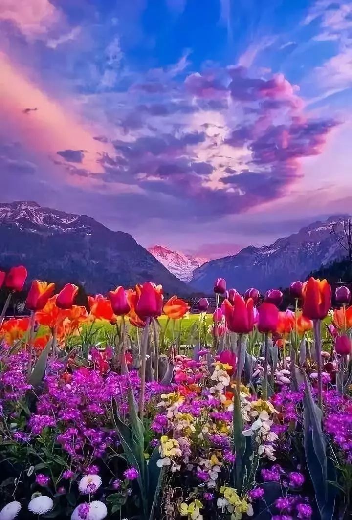 浪漫唯美的六月花海